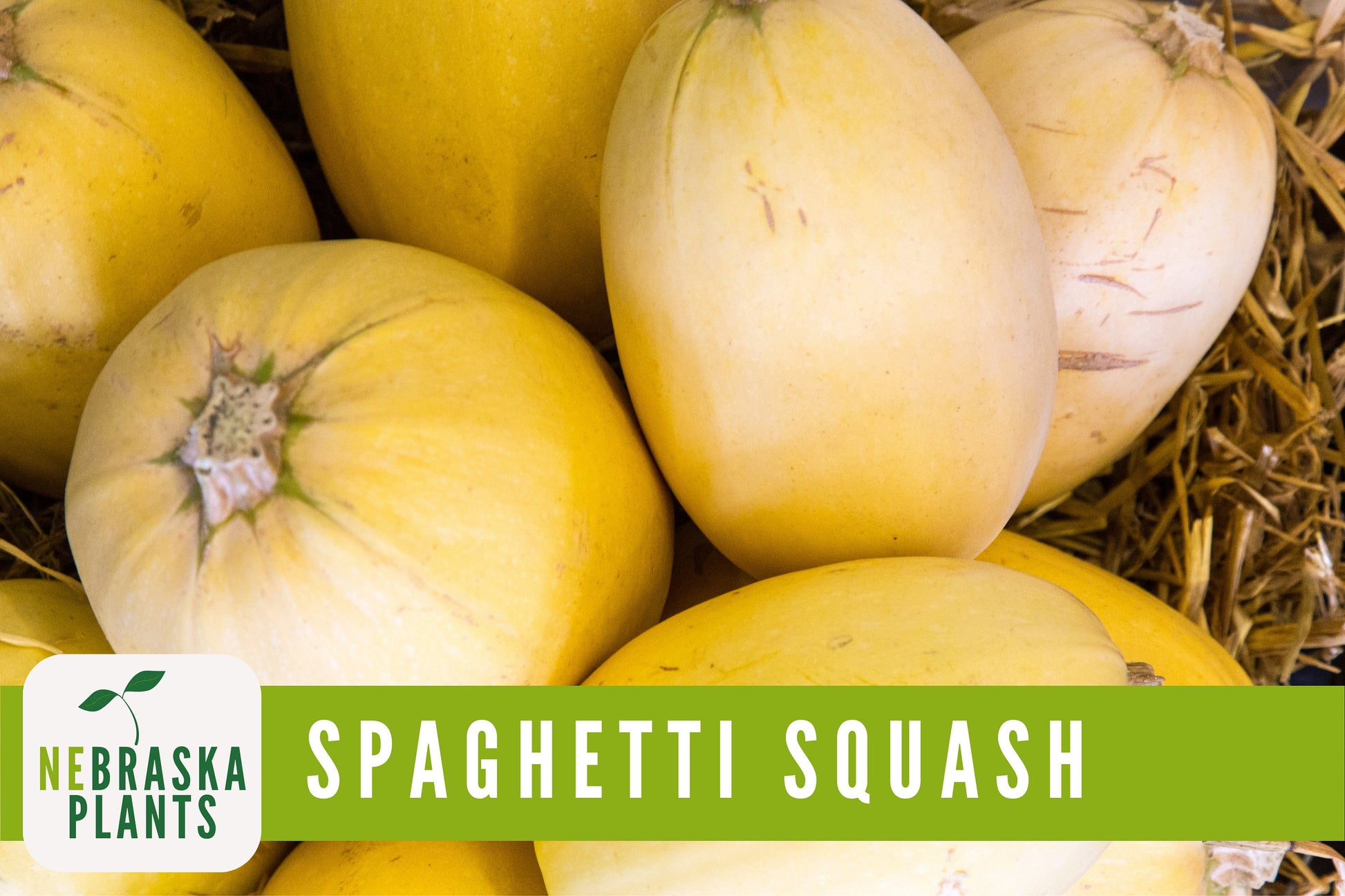 Spaghetti Squash Seeds - Winter Spaghetti Squash Heirloom Seeds - Nebraska Seeds