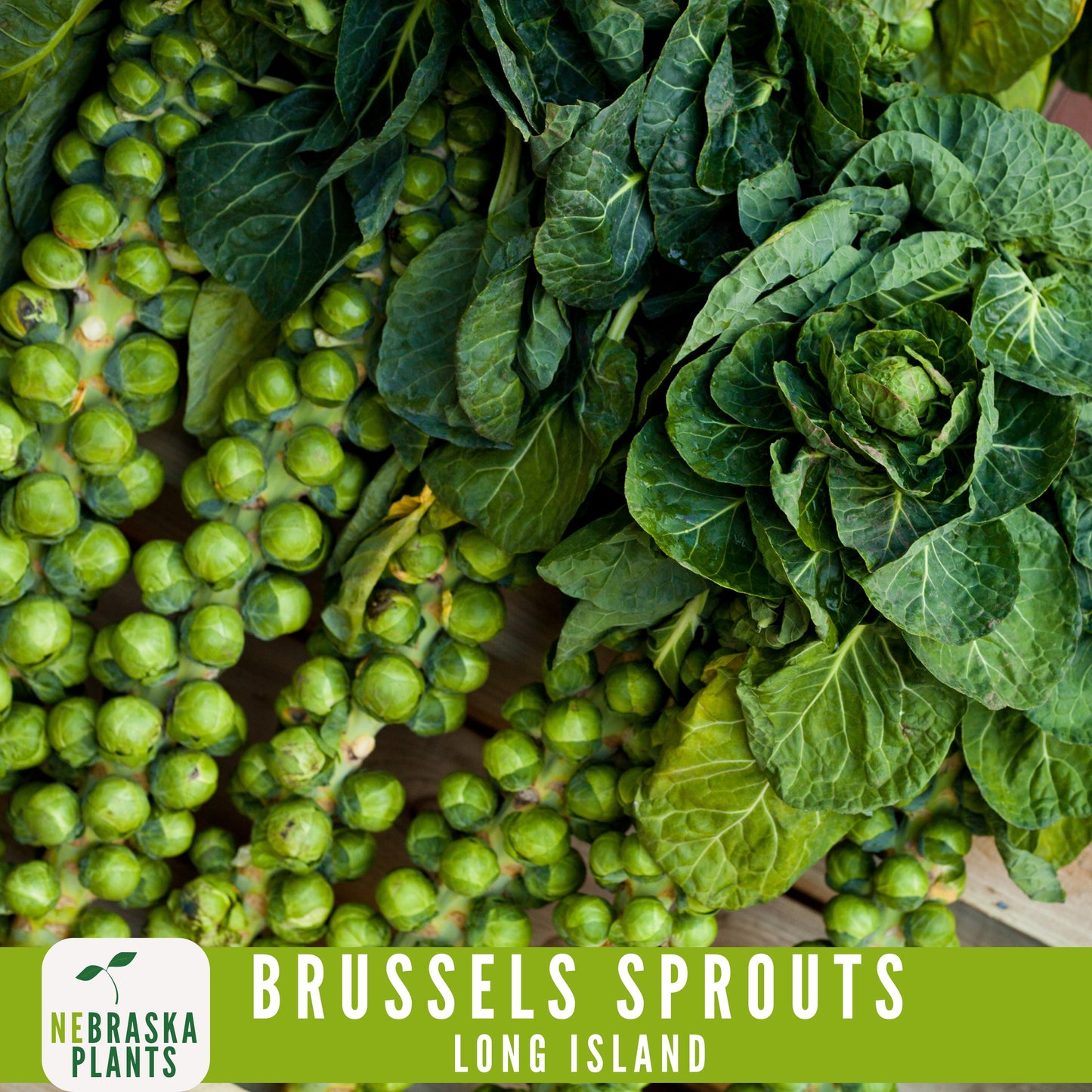 Long Island Brussels Sprouts Seeds - Nebraska Seeds