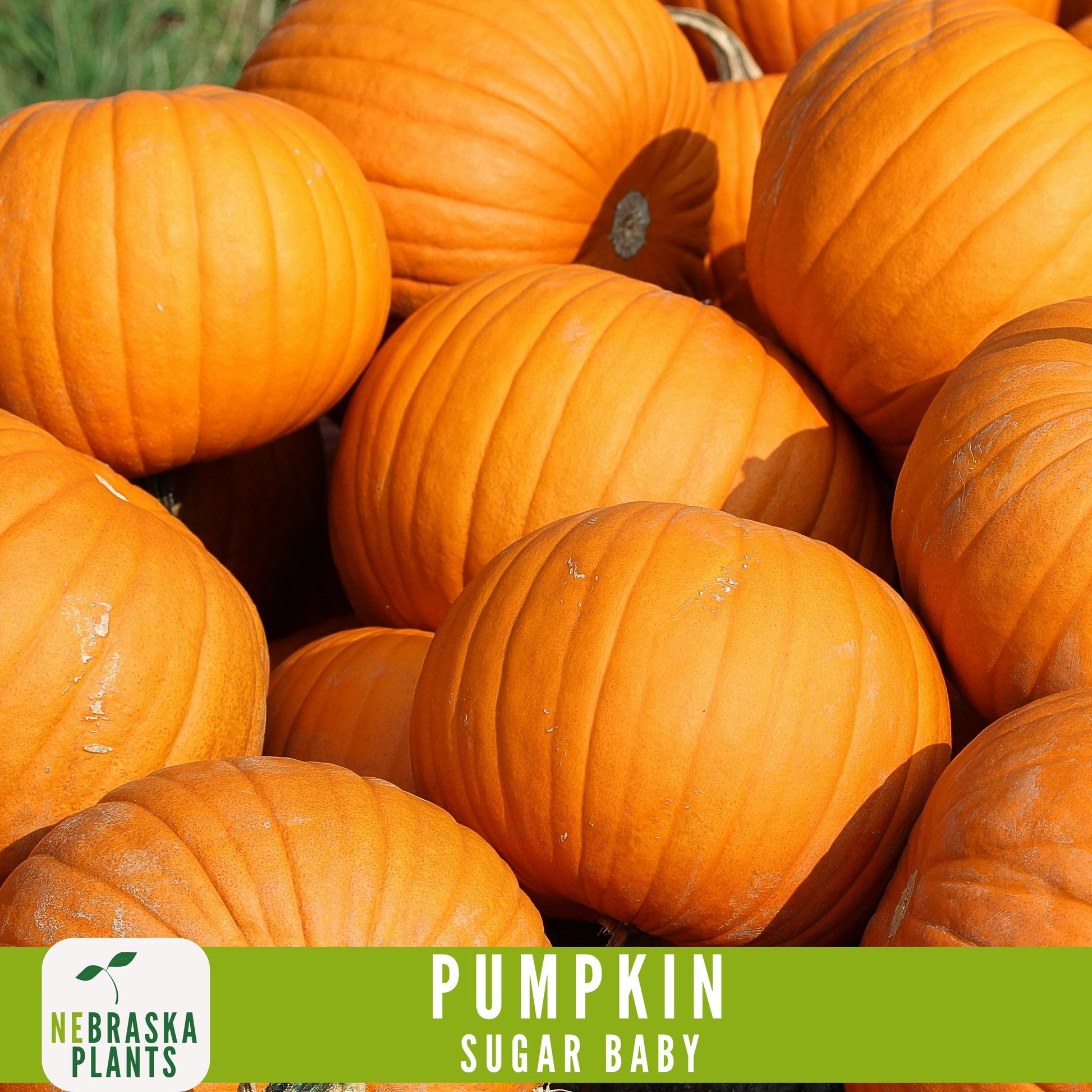 Sugar Pie Pumpkin Seeds - Celebrate the Spirit of Autumn with Heirloom, Non-GMO Pumpkin Seeds - Nebraska Seeds