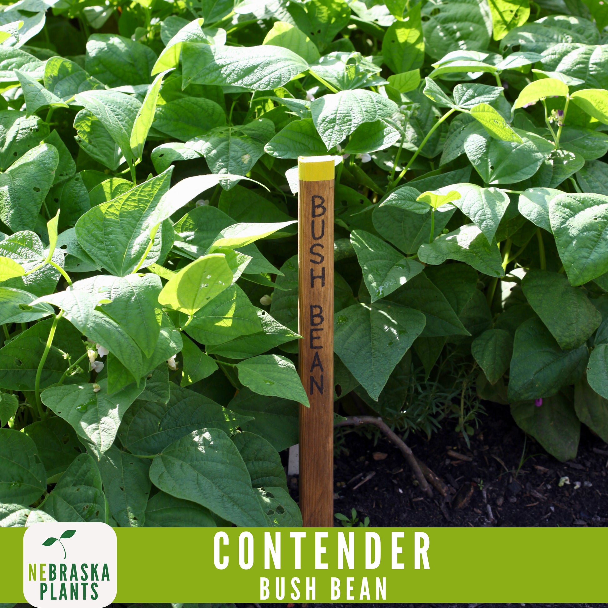 Contender Bush Bean Seeds - Nebraska Seeds