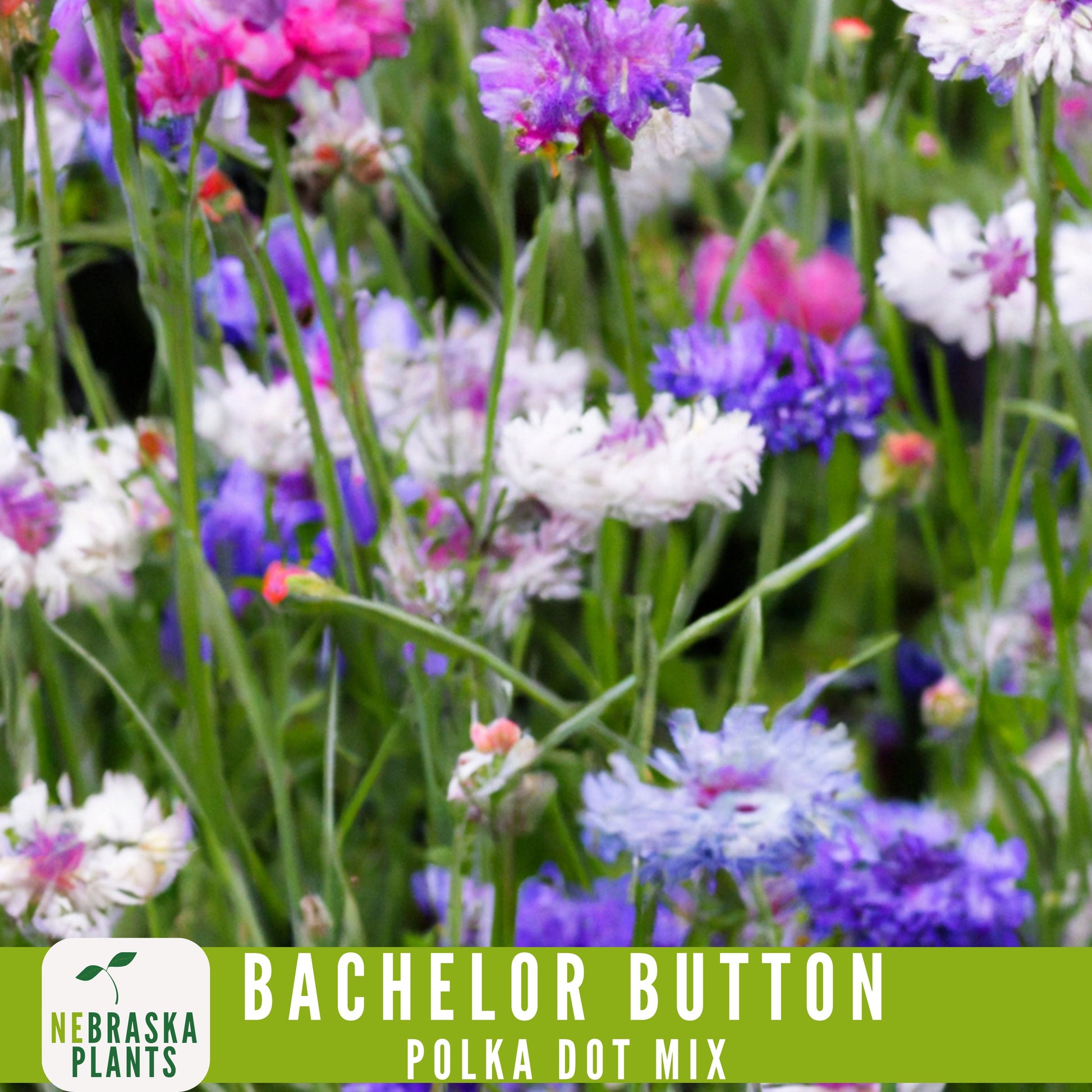 Polka Dot Bachelor Button Heirloom Seeds - Add a Burst of Color to Your Garden! - Nebraska Seeds