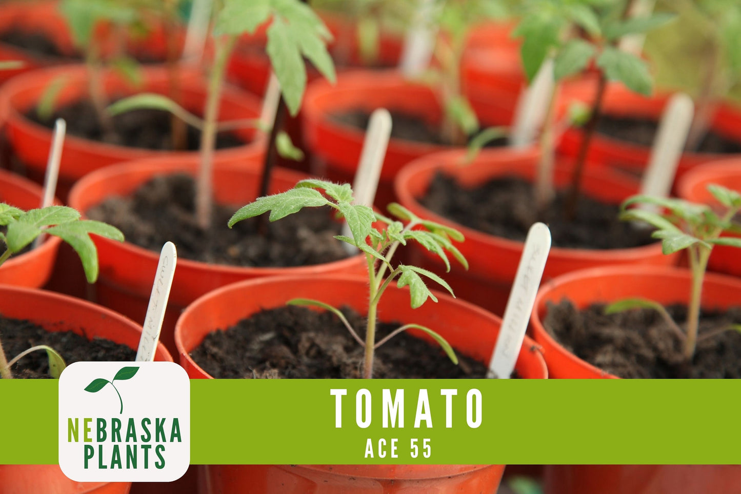 Tomato Seeds - Ace 55 Slicer Heirloom Garden Seeds - Nebraska Seeds