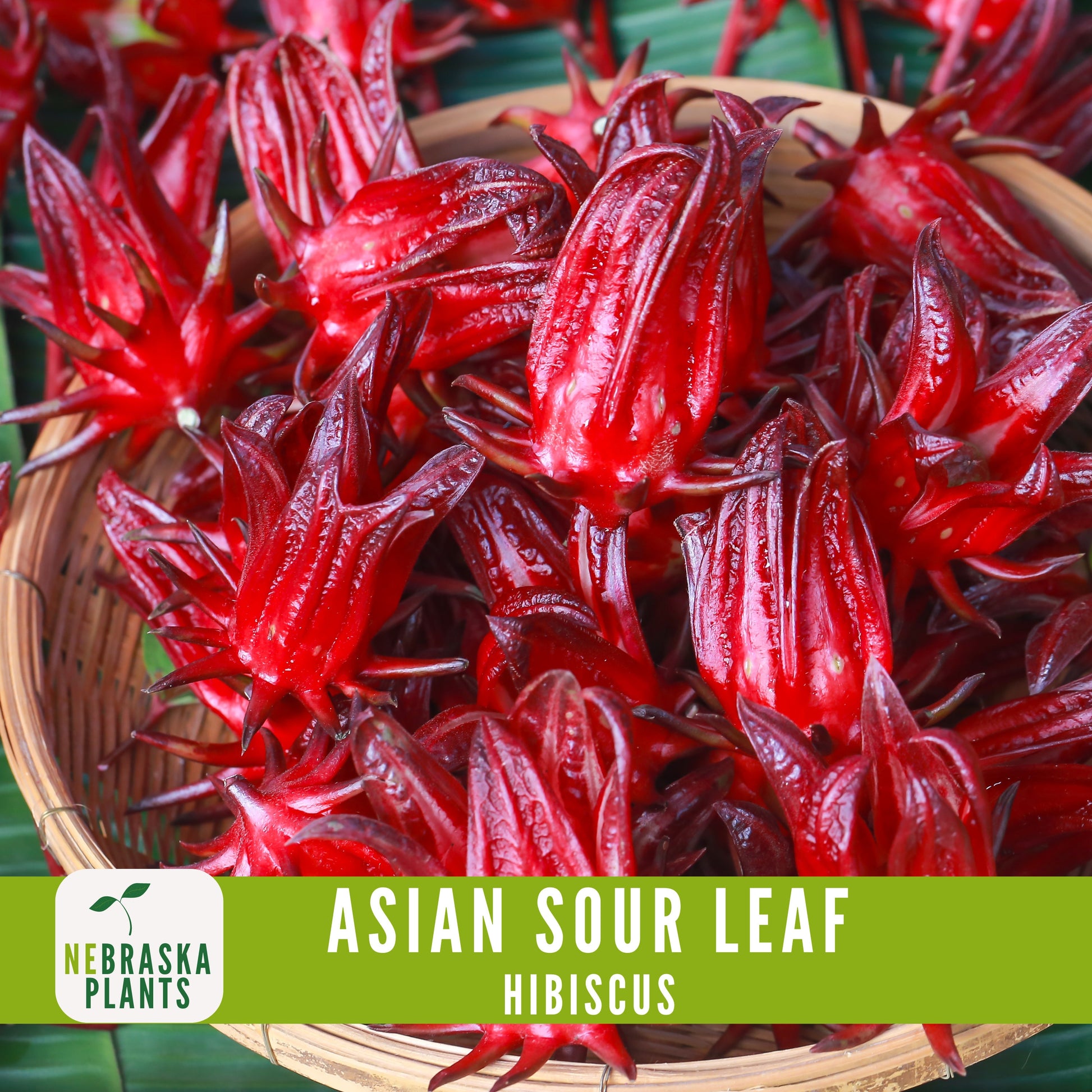 Asian Sour Leaf Hibiscus (Roselle) Seeds - Nebraska Seeds