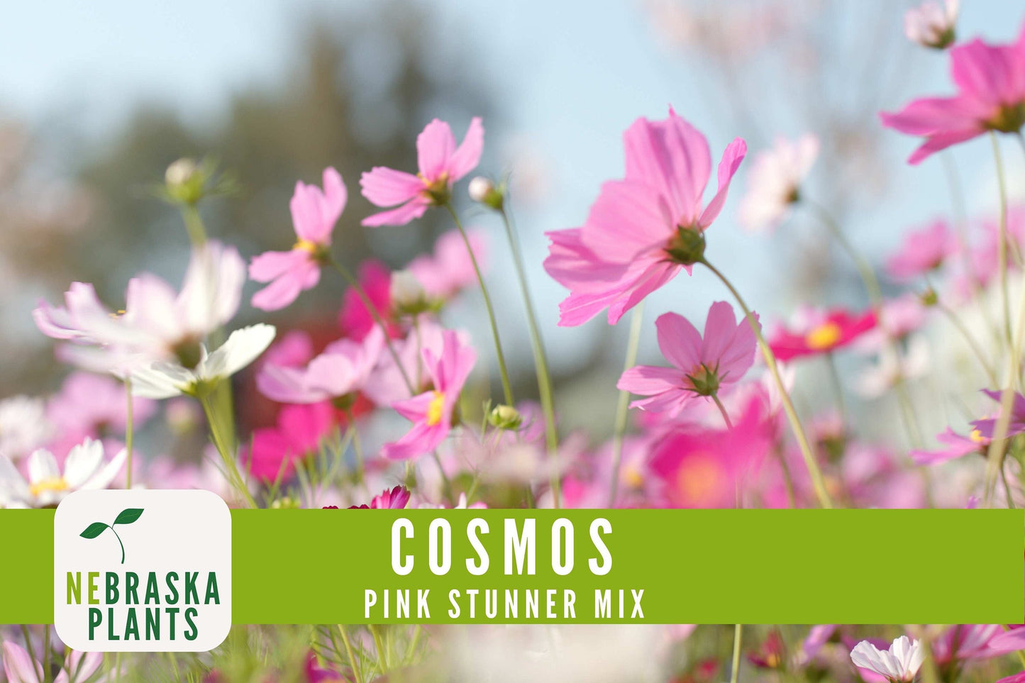 Pink Stunner Cosmos Flower Seeds - Nebraska Seeds