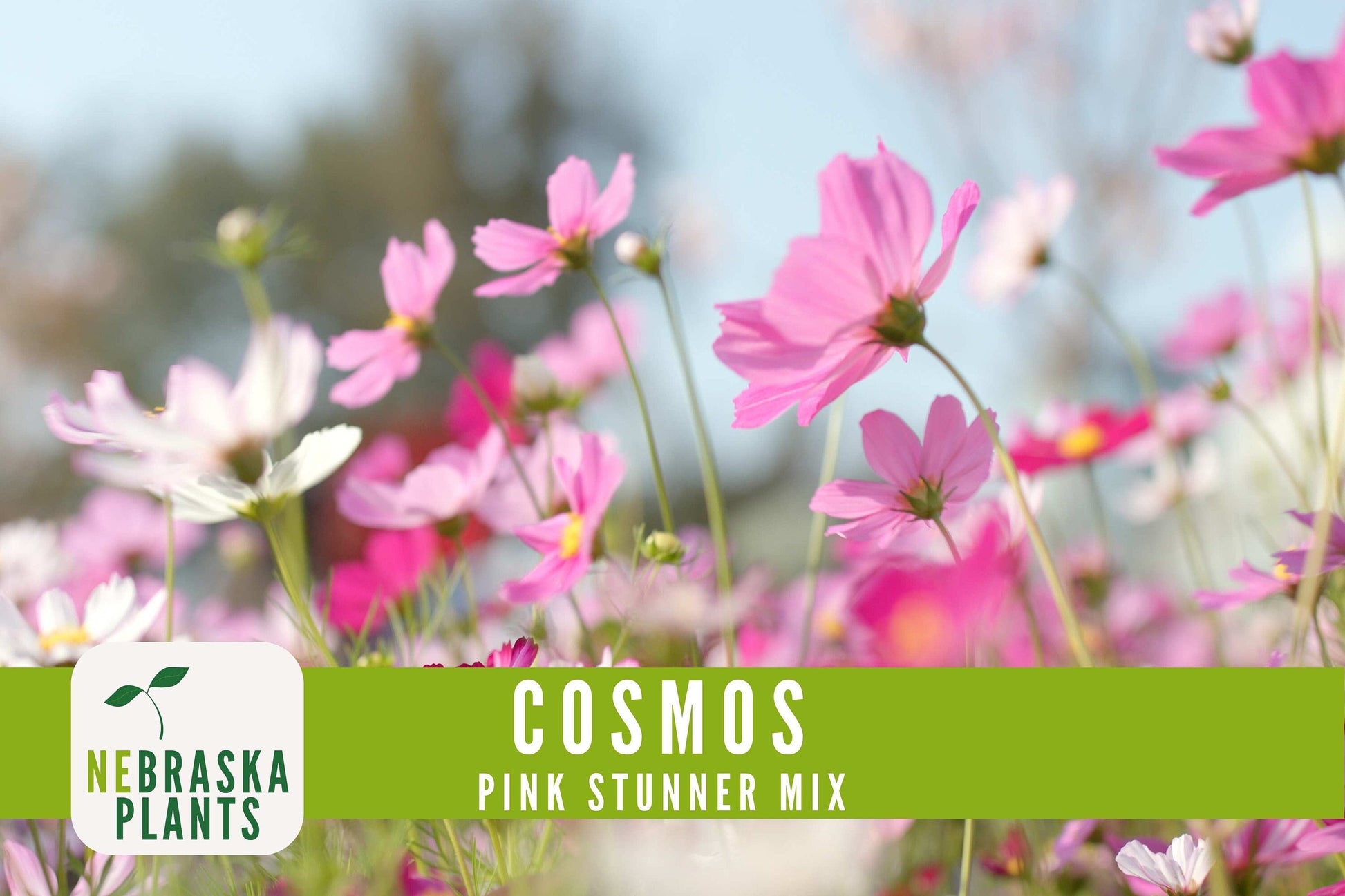 Pink Stunner Cosmos Flower Seeds - Nebraska Seeds