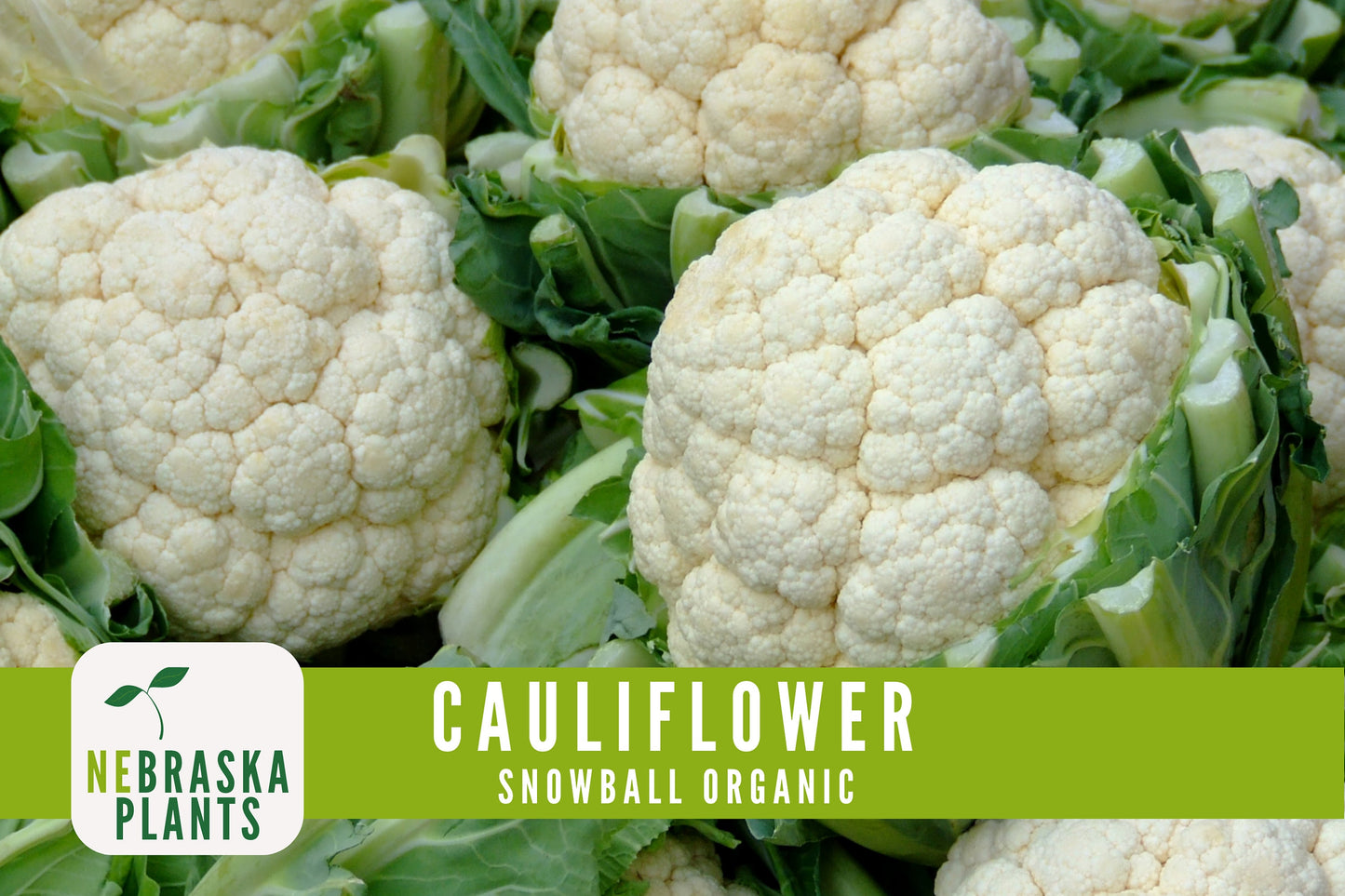 Organic Snowball Cauliflower Seeds - Nebraska Seeds