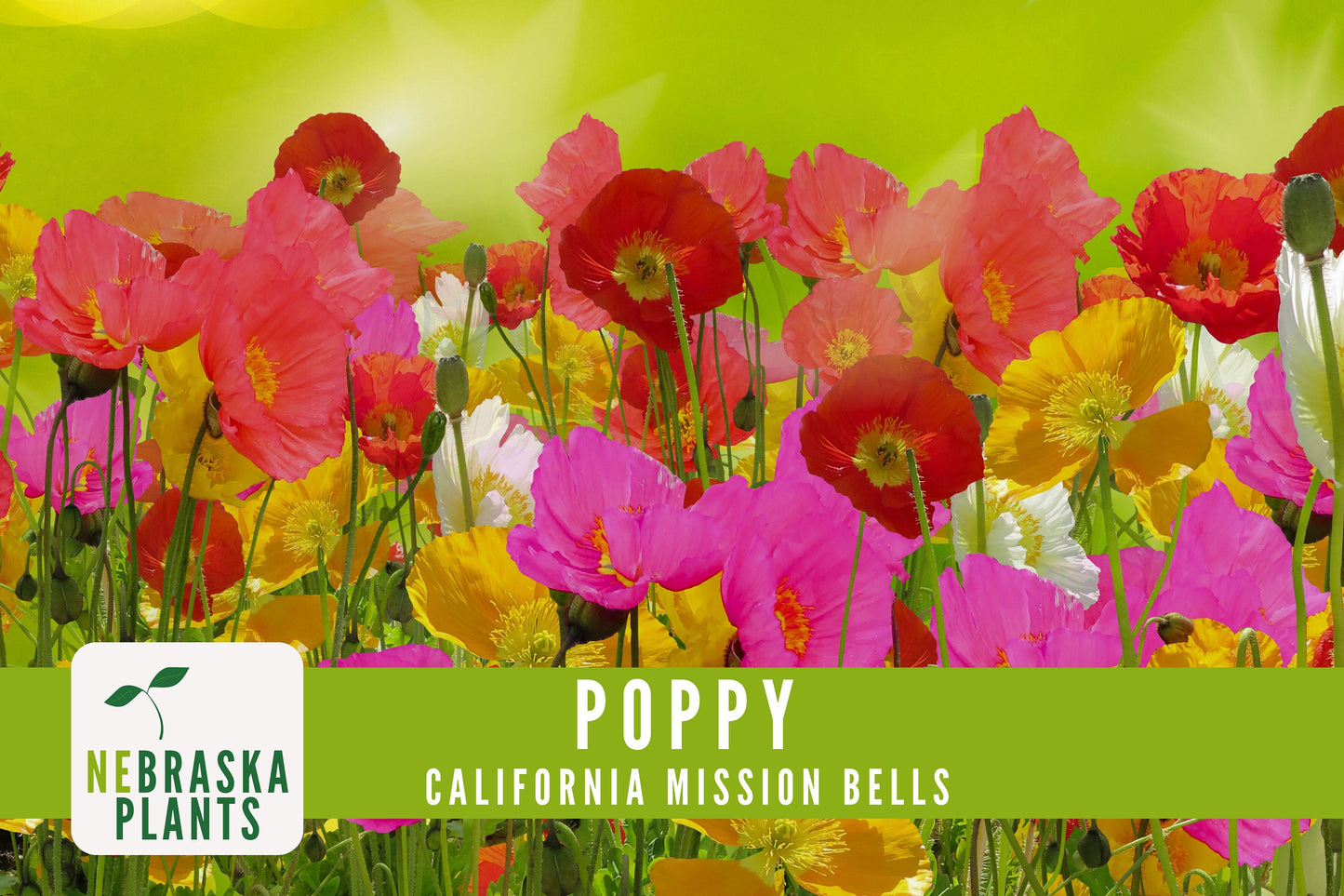 Mission Bells California Poppy Seeds - Nebraska Seeds