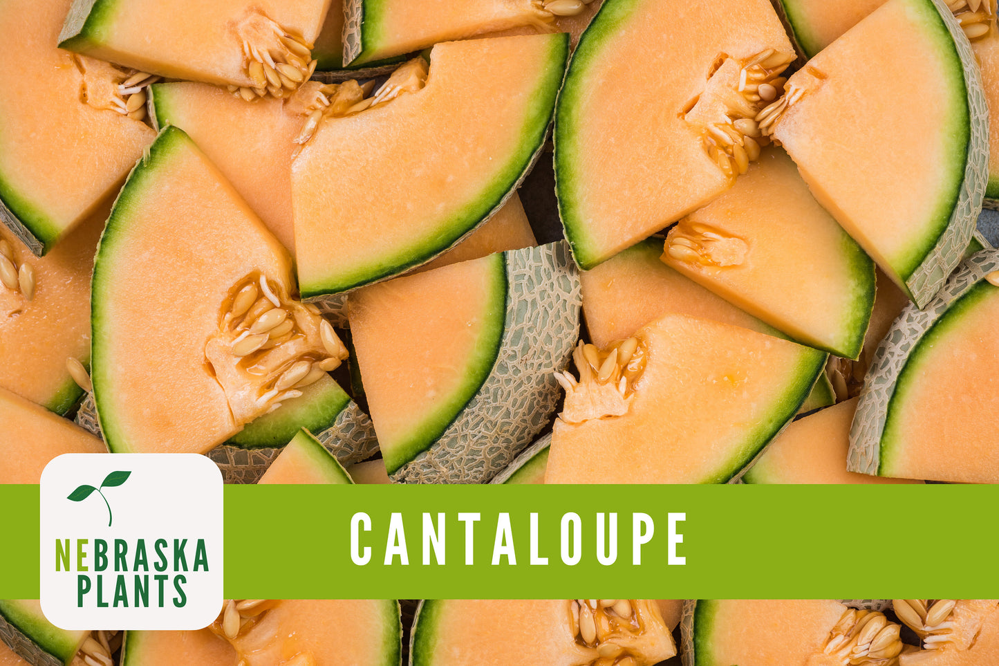 Hale's Best Cantaloupe Seeds - Nebraska Seeds