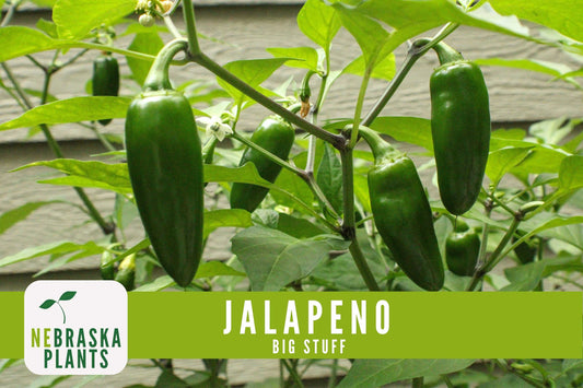 Big Stuff Jalapeño Pepper Seeds - Nebraska Seeds