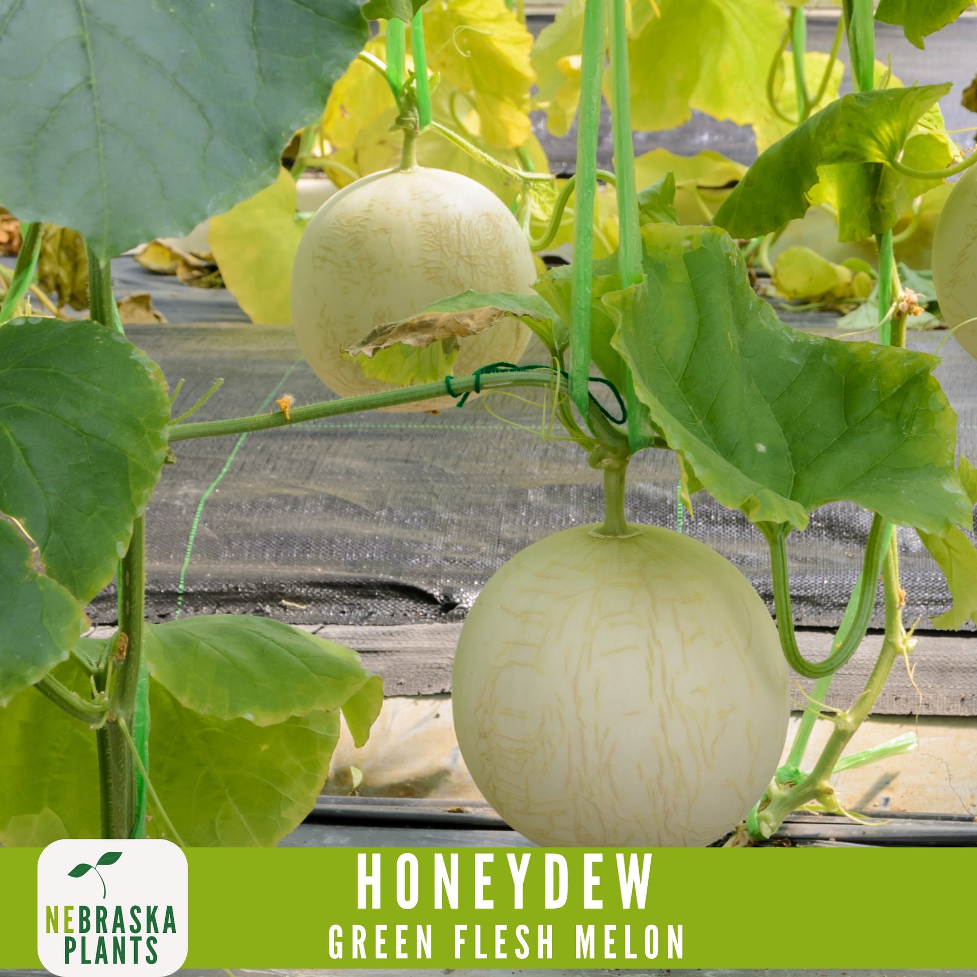 Green Honeydew Melon Seeds - Nebraska Seeds