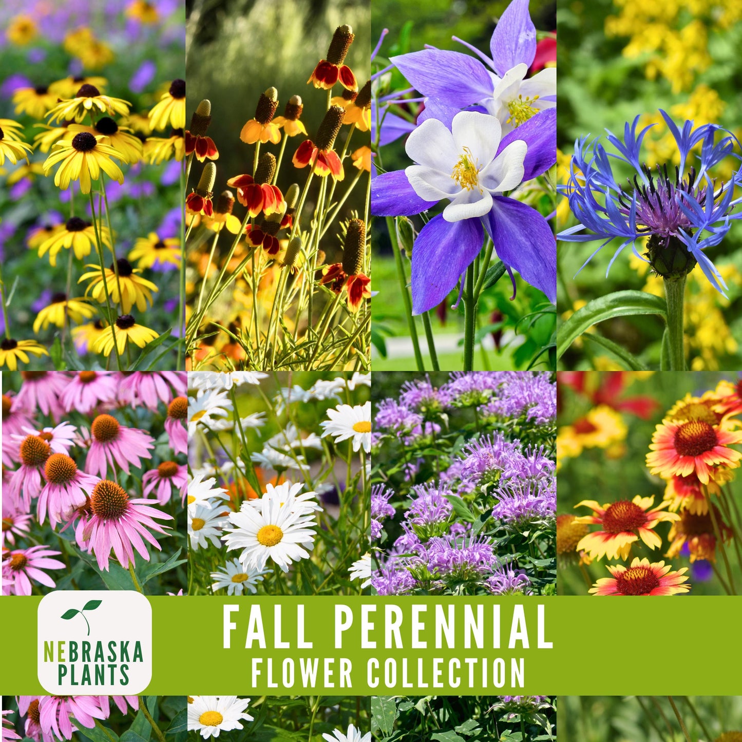 Fall Perennial Flower Seed Collection - 8 Heirloom Flowers to Start this Fall! - Nebraska Seeds