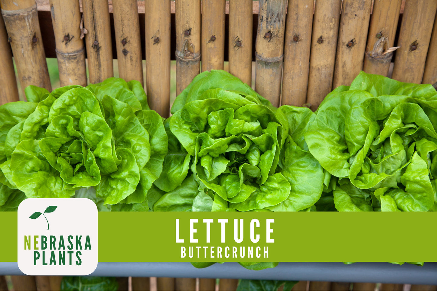 Buttercrunch Lettuce Seeds - Nebraska Seeds