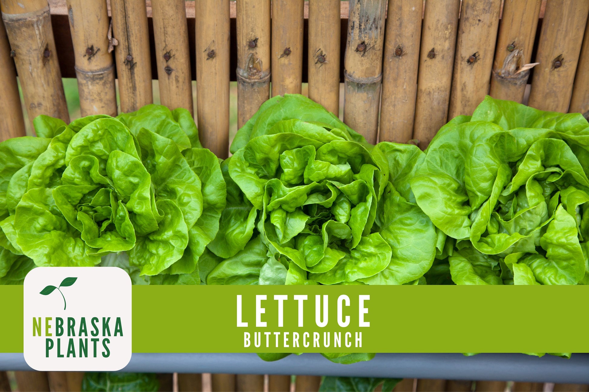 Buttercrunch Lettuce Seeds - Nebraska Seeds