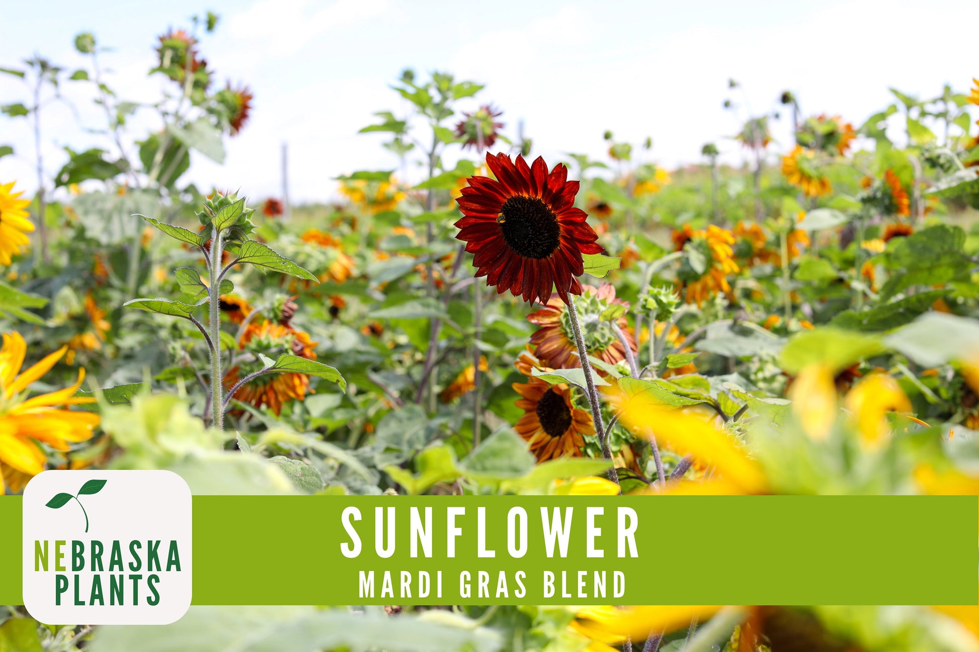 Mardi Gras Sunflower Seeds - Nebraska Seeds