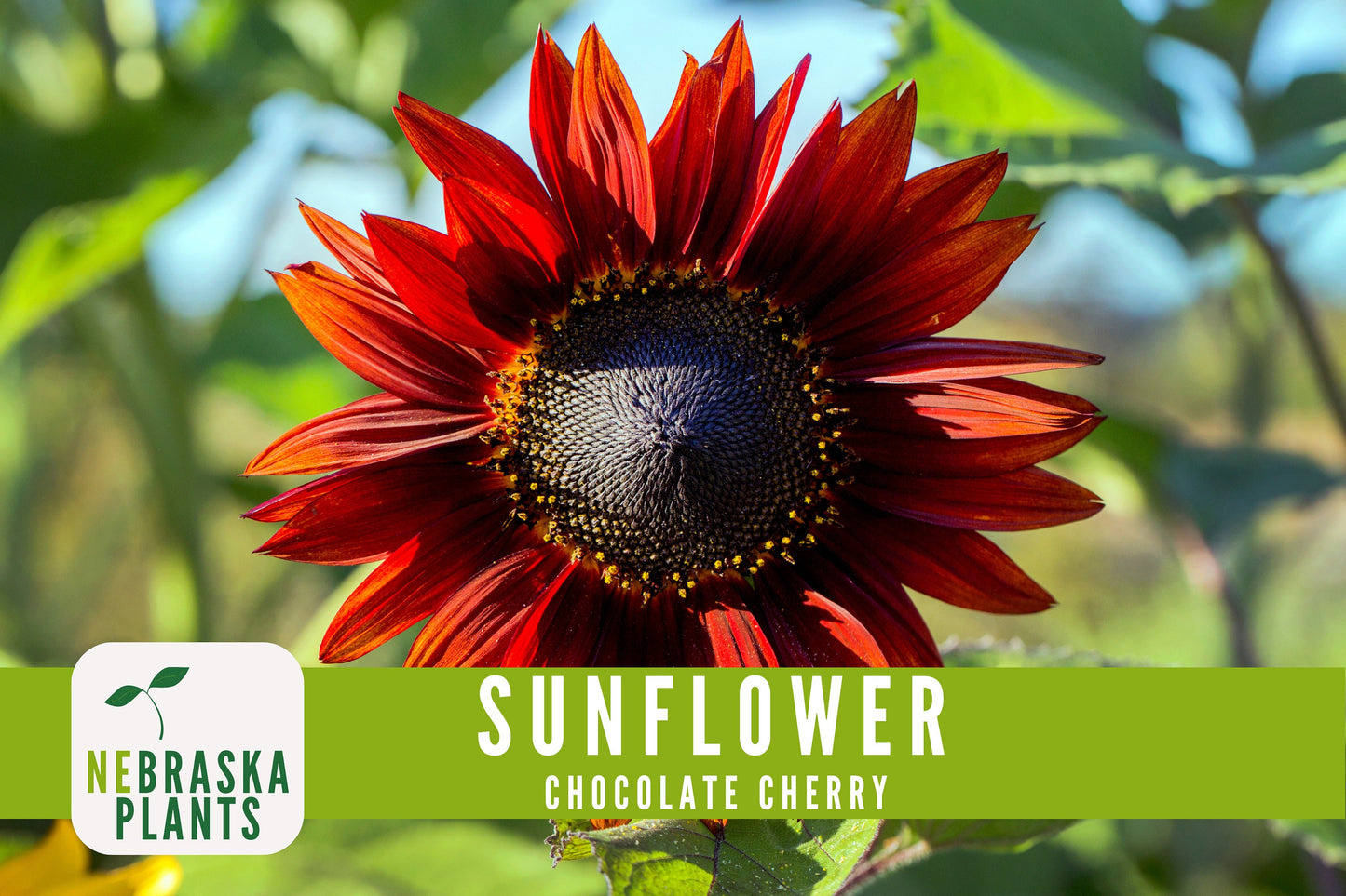 Chocolate Cherry Sunflower Seeds - Nebraska Seeds