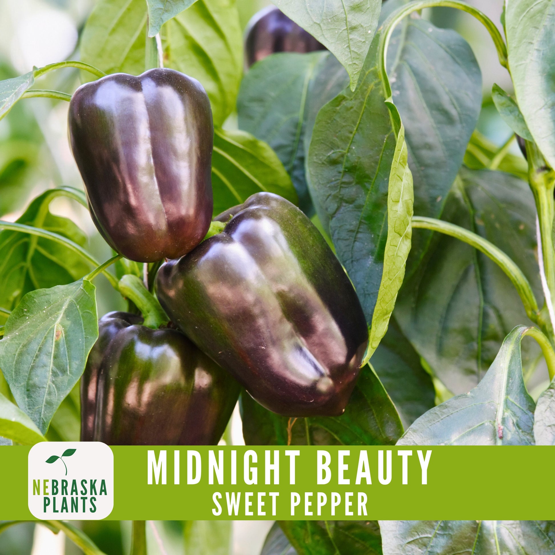 Midnight Beauty Bell Pepper - Nebraska Seeds