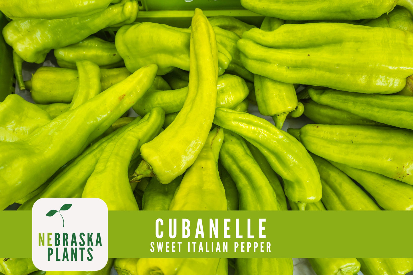 Italian Sweet Frying Cubanelle Pepper Seeds - Nebraska Seeds