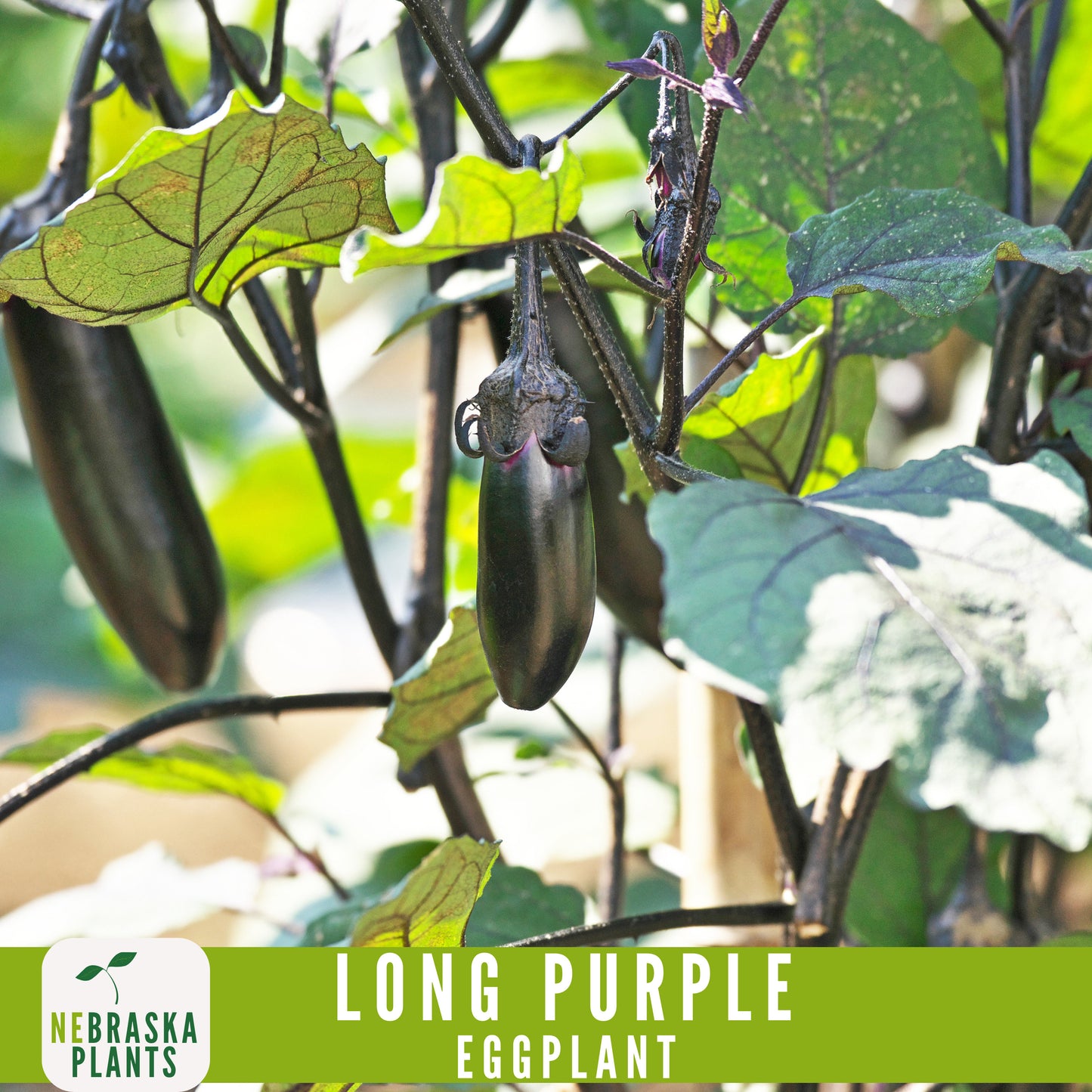 Long Purple Eggplant Seeds - Nebraska Seeds