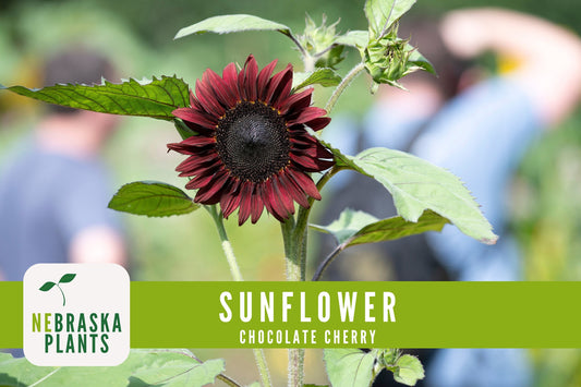 Chocolate Cherry Sunflower Seeds - Nebraska Seeds