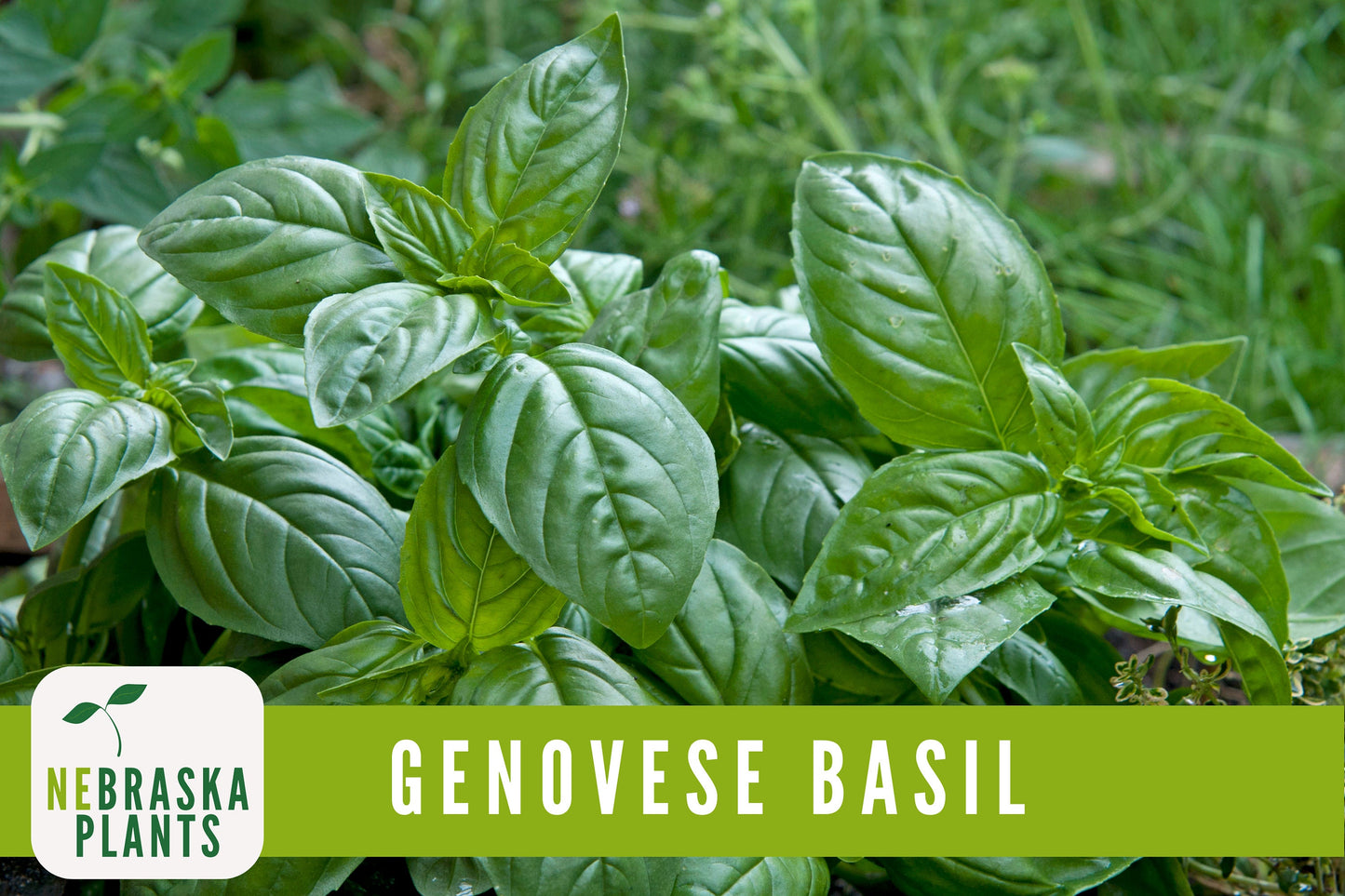 Genovese Basil Heirloom Seeds - Nebraska Seeds