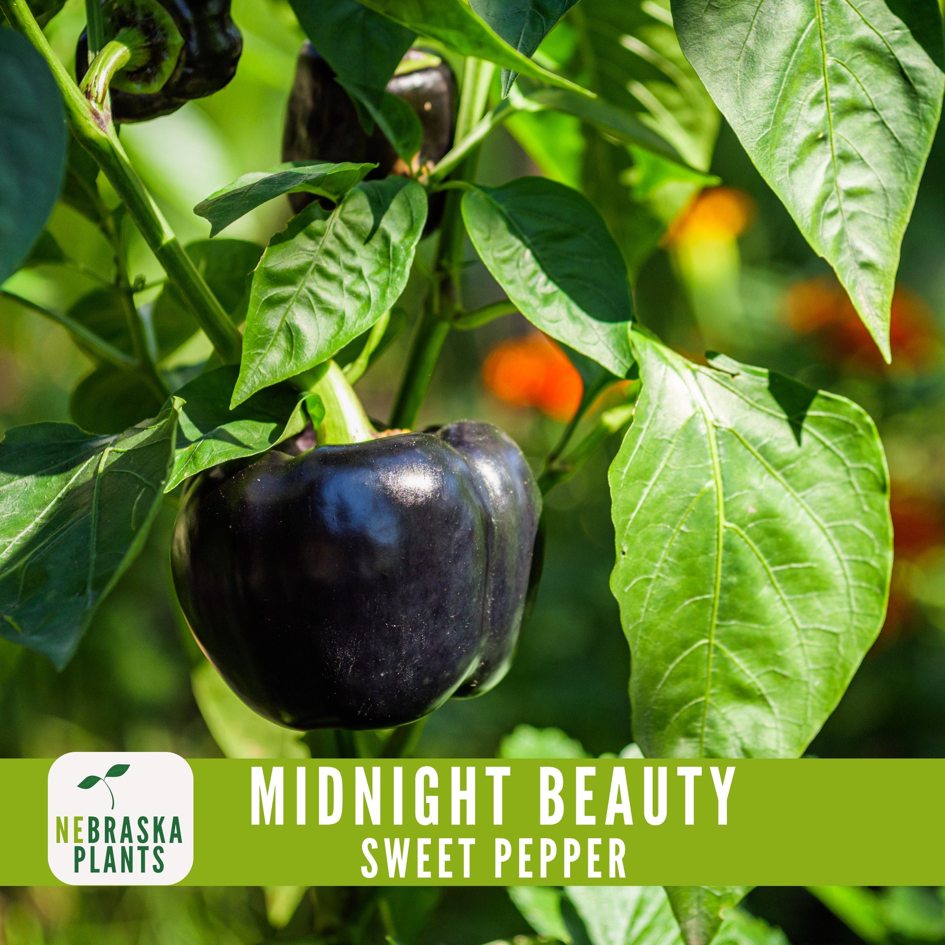 Midnight Beauty Bell Pepper - Nebraska Seeds