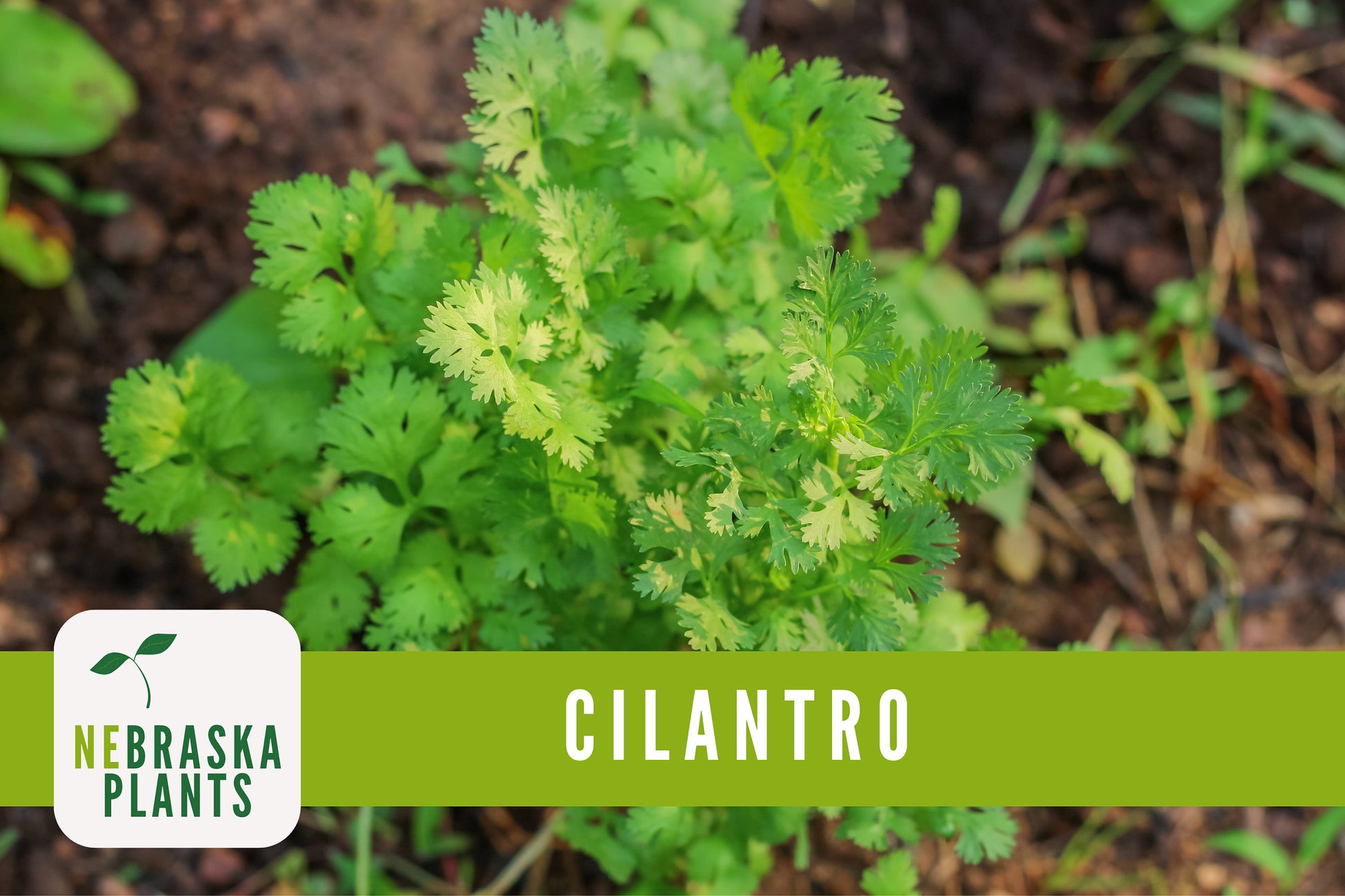 Calypso Cilantro Heirloom Seeds - Nebraska Seeds