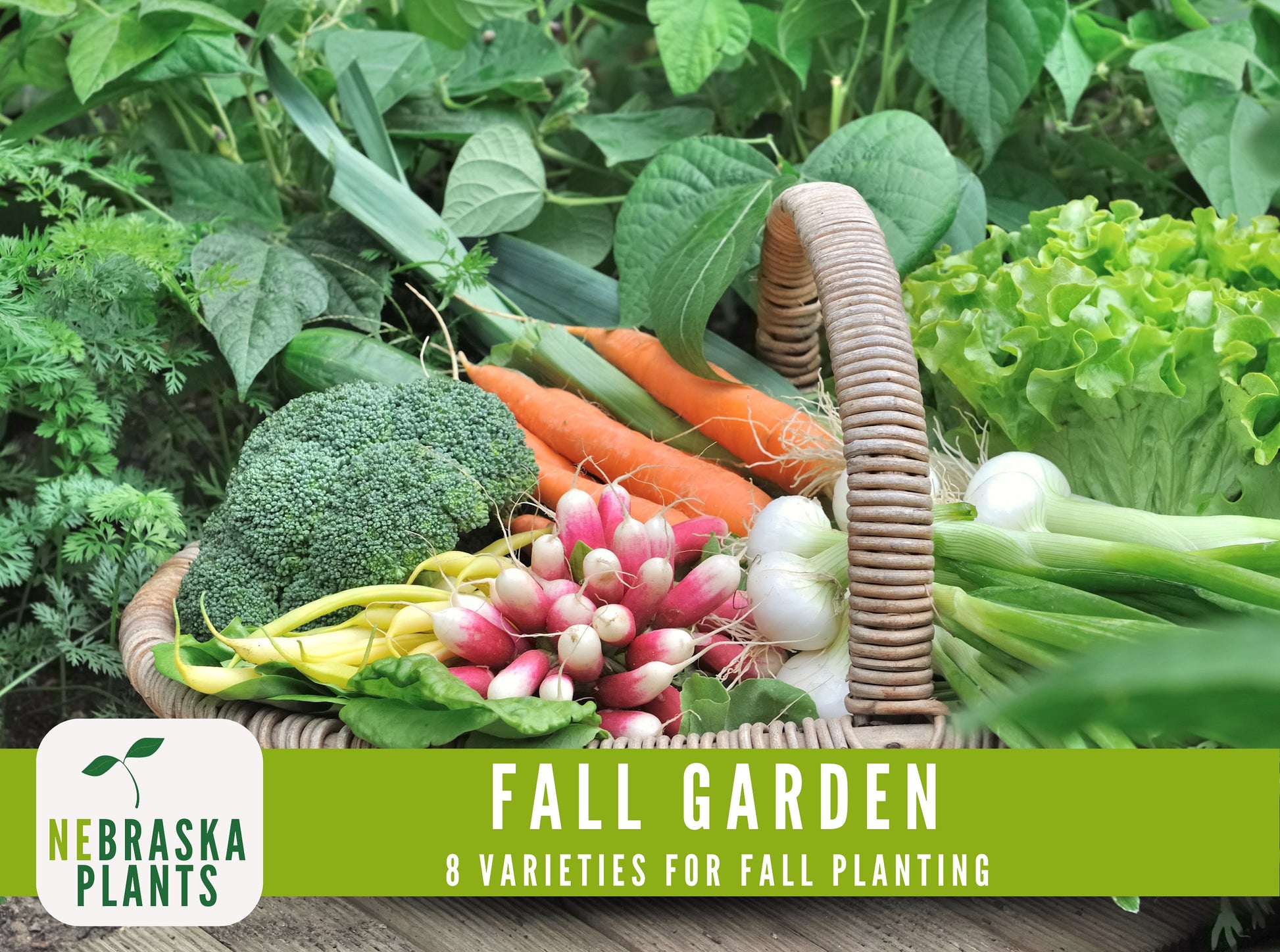 Fall Garden Seed Collection - 8 Heirloom Vegetable and Herb Seeds for Fall Planting - Nebraska Seeds