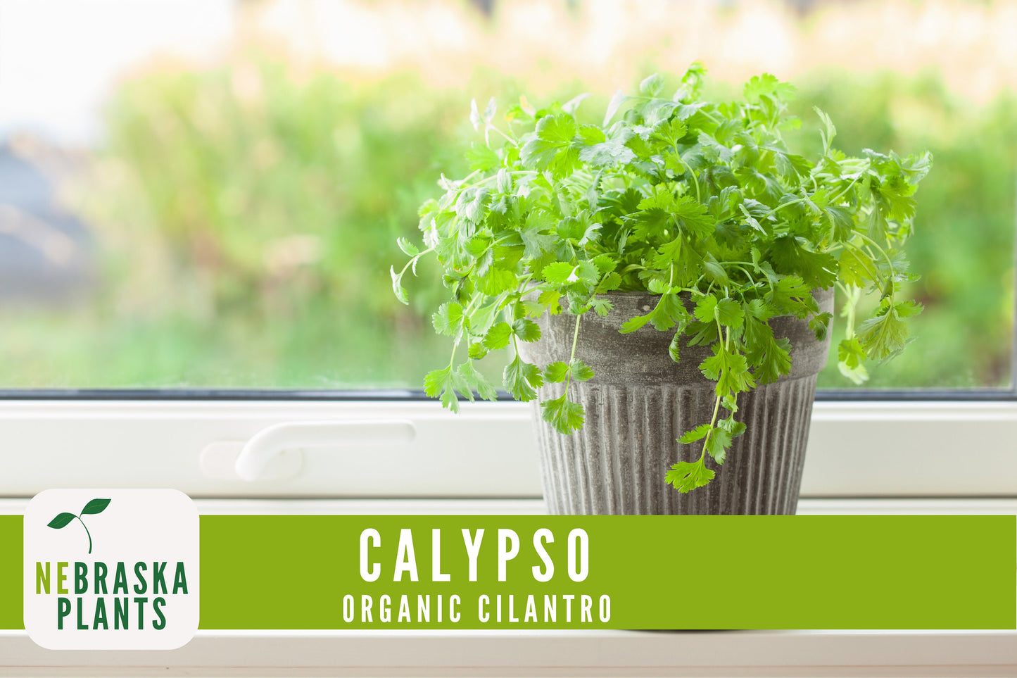 Organic Calypso Slow Bold Cilantro Seeds - Nebraska Seeds