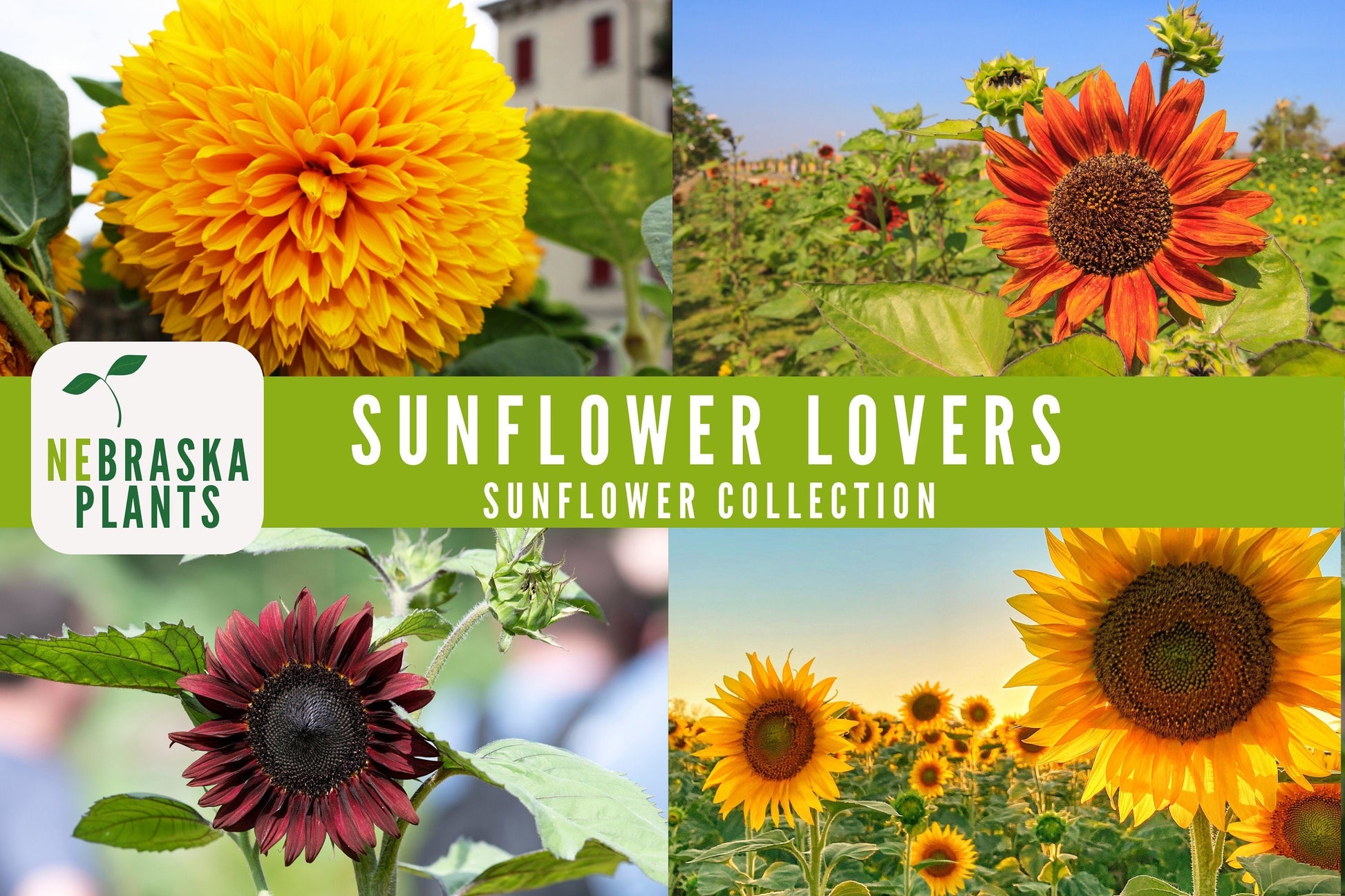 Sunflower Lovers Collection - 4 Heirloom Sunflower Seed Varieties - Nebraska Seeds