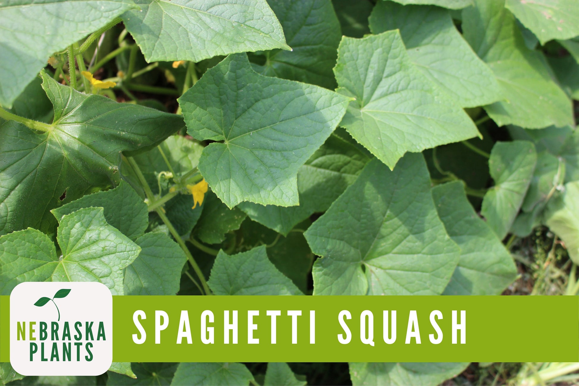 Spaghetti Squash Seeds - Winter Spaghetti Squash Heirloom Seeds - Nebraska Seeds