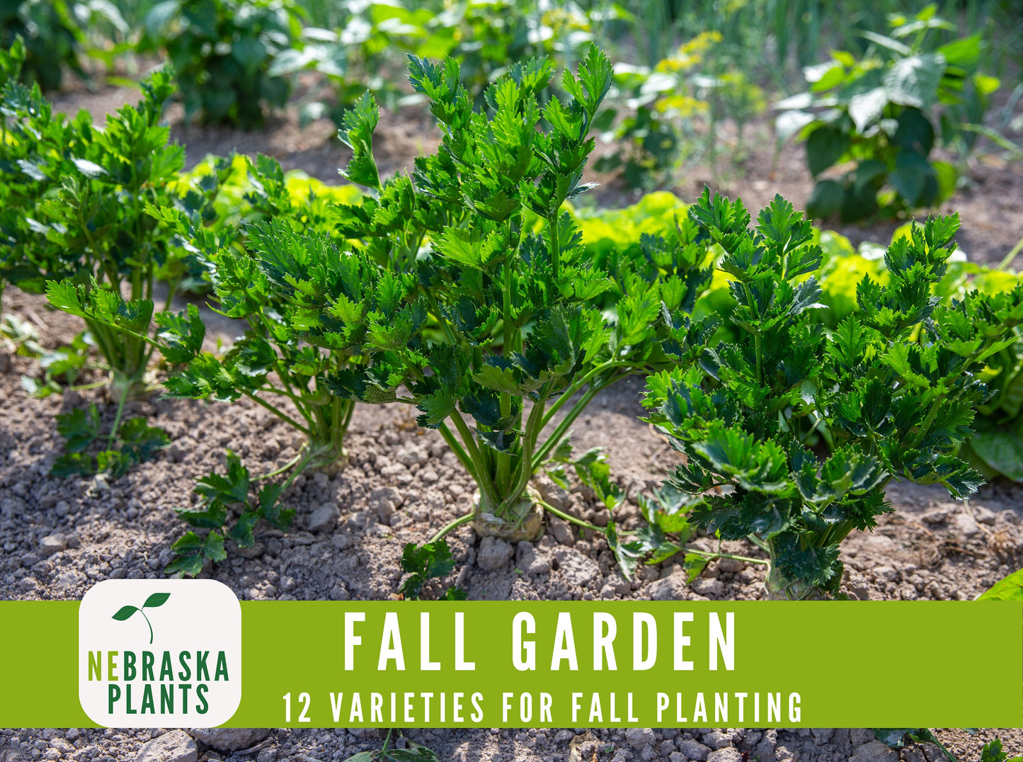 Fall Garden Seed Collection - 12 Heirloom Vegetable and Herb Seeds for Fall Planting - Nebraska Seeds