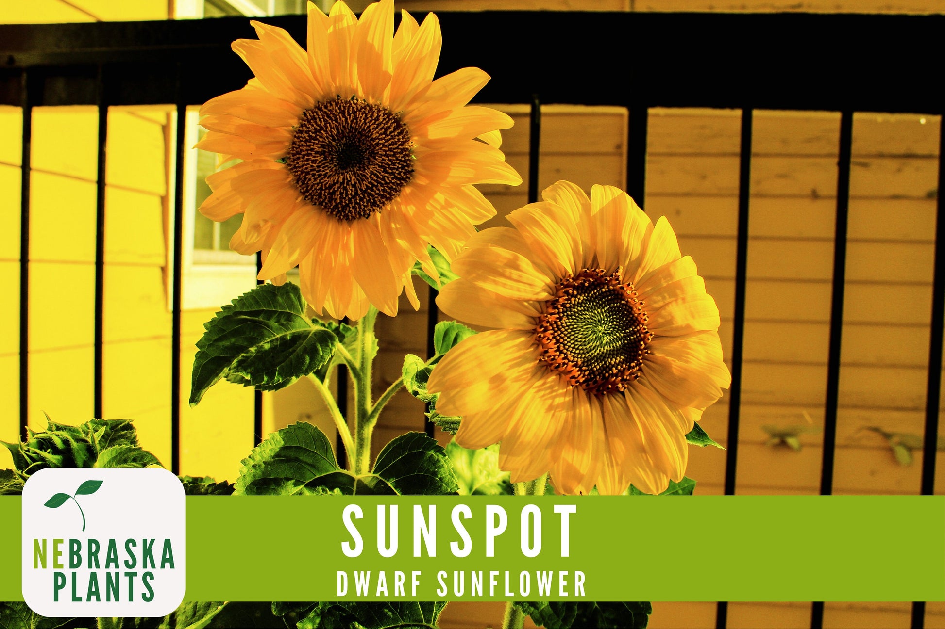 Sunflower Seeds - Sunspot Dwarf Heirloom Sunflower Garden Seeds - Nebraska Seeds