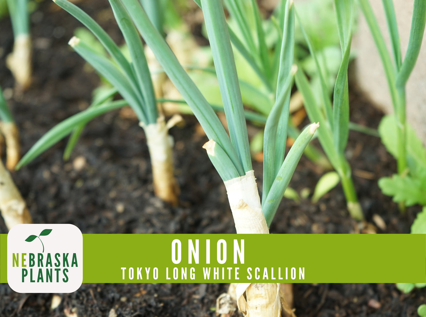 Scallion Seeds - Tokyo Long White Bunching Onion Heirloom Seeds - Nebraska Seeds