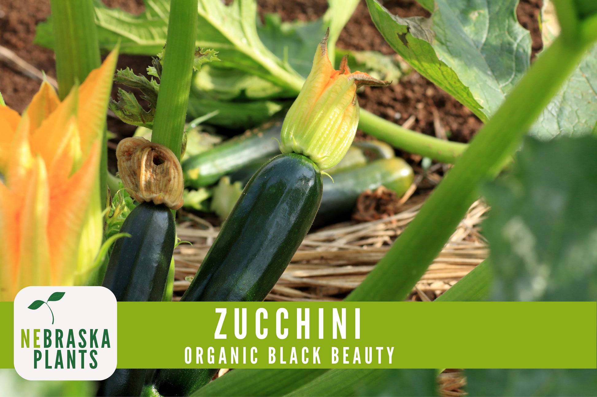 Organic Black Beauty Zucchini Seeds - Black Beauty Zucchini - Heirloom Summer Squash Seeds - Nebraska Seeds