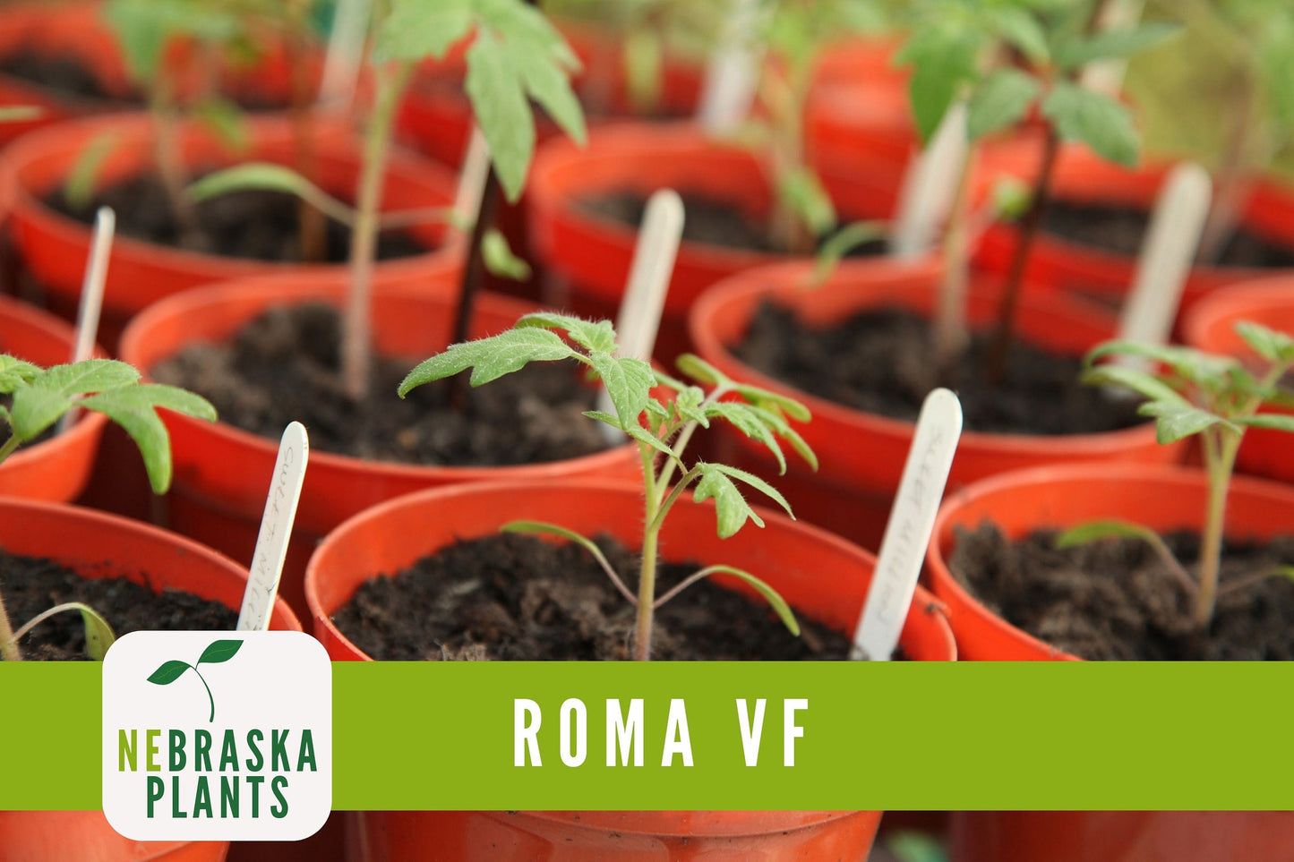 Roma VF Tomato Seeds - Disease-Resistant, High-Yield Heirloom Variety - Nebraska Seeds