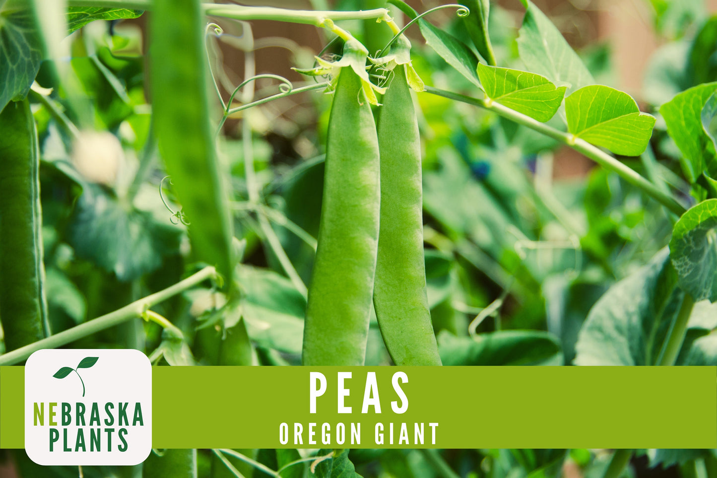 Oregon Giant Heirloom Pea Seeds - Nebraska Seeds