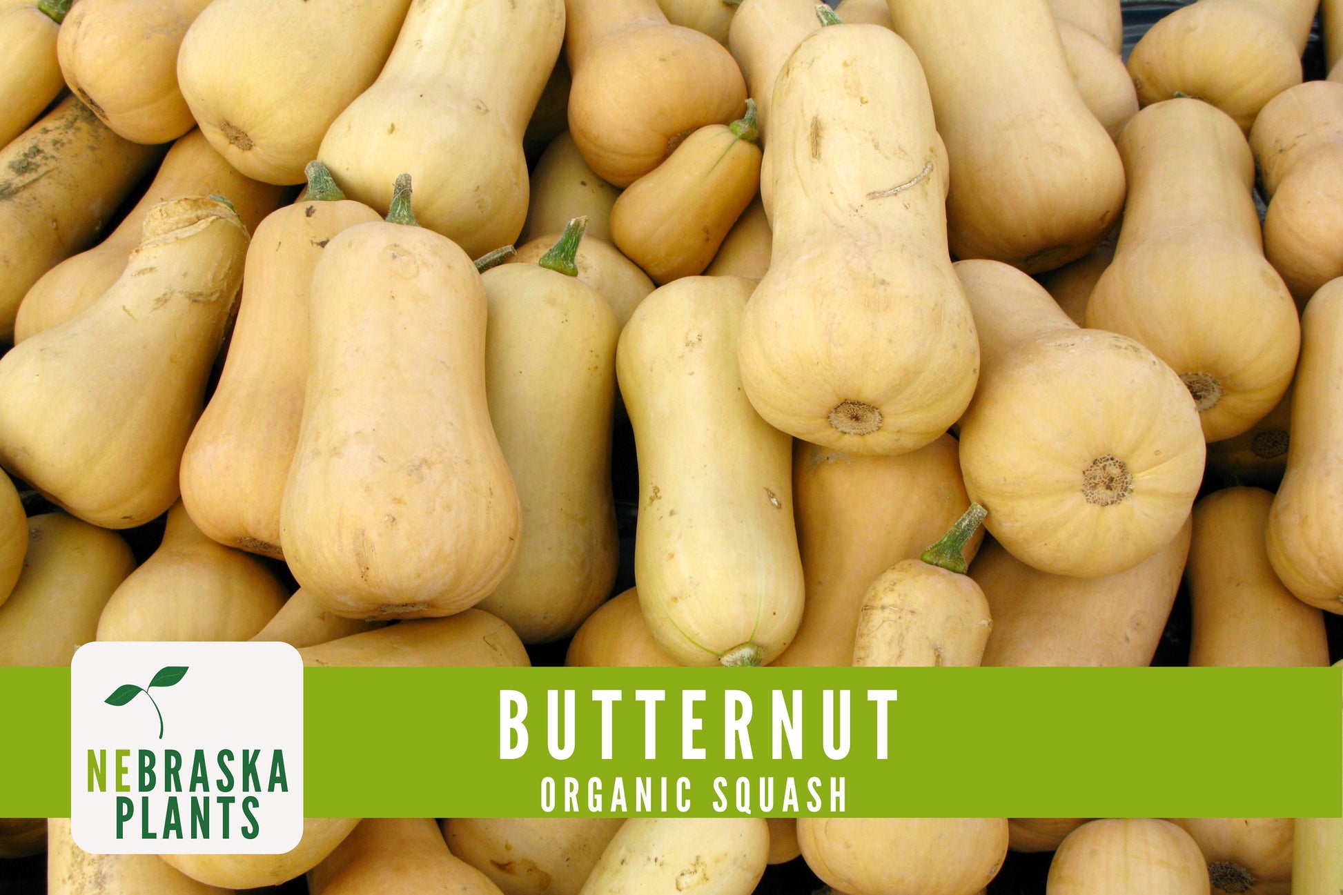 Organic Waltham Butternut Squash Seeds - Nebraska Seeds