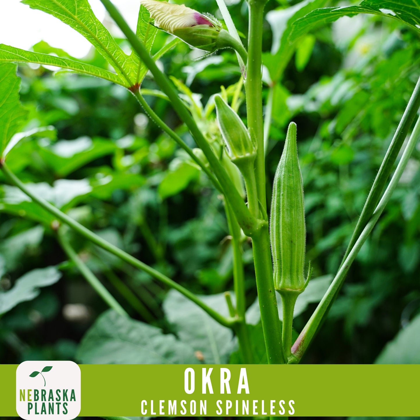 Clemson Spineless Okra Seed - Nebraska Seeds