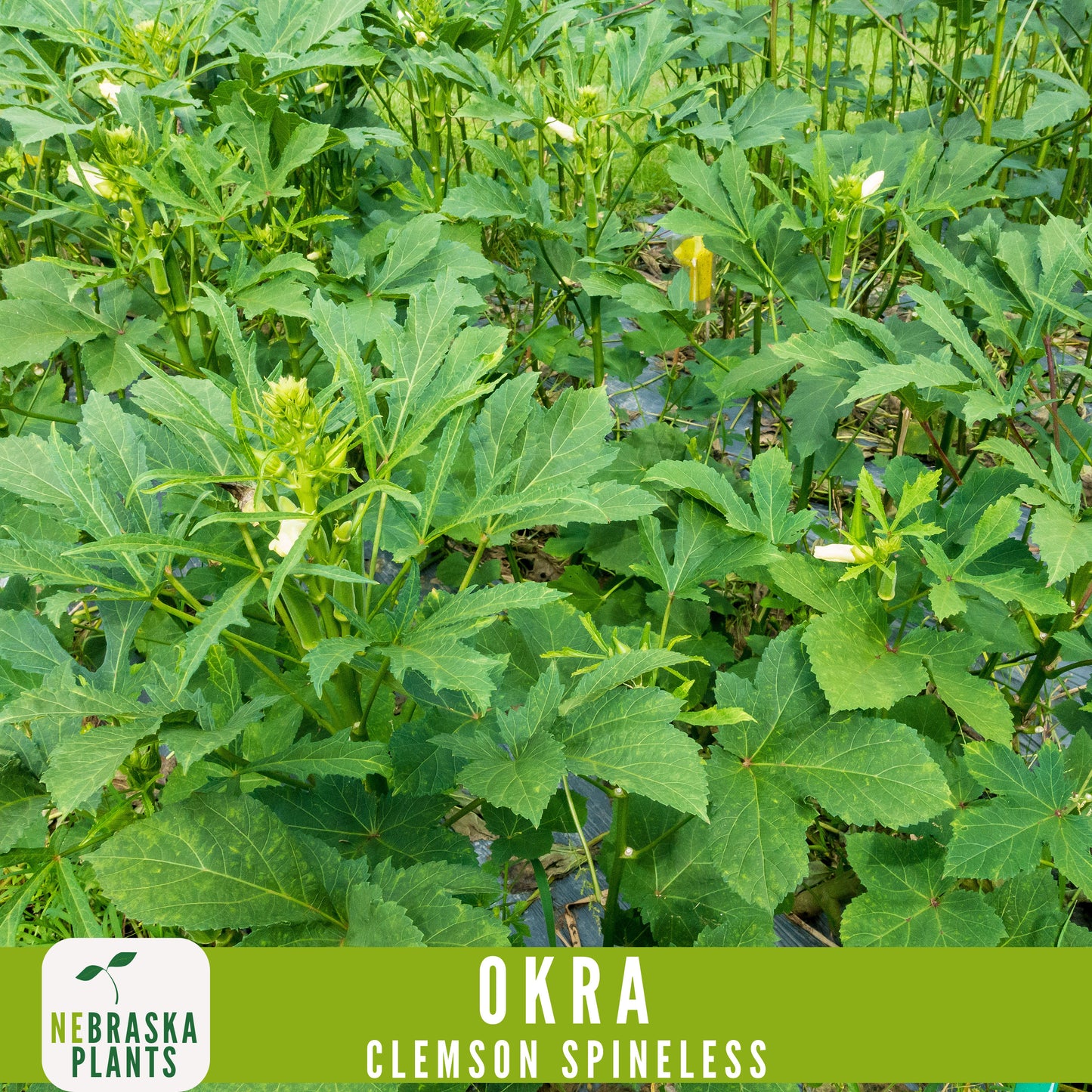 Clemson Spineless Okra Seed - Nebraska Seeds