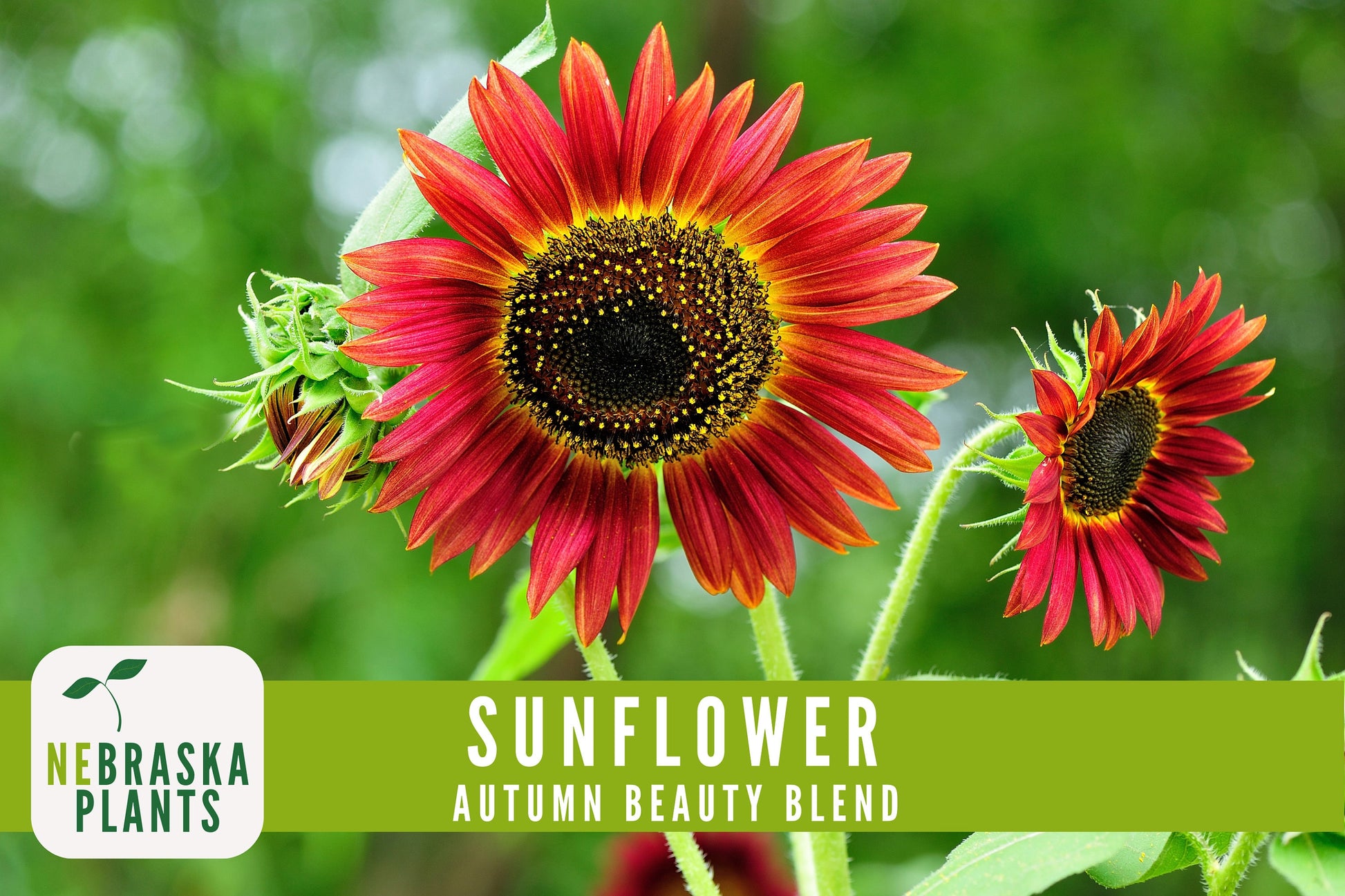 Sunflower Seeds - Autumn Beauty Blend Heirloom Sunflower Seeds - Nebraska Seeds