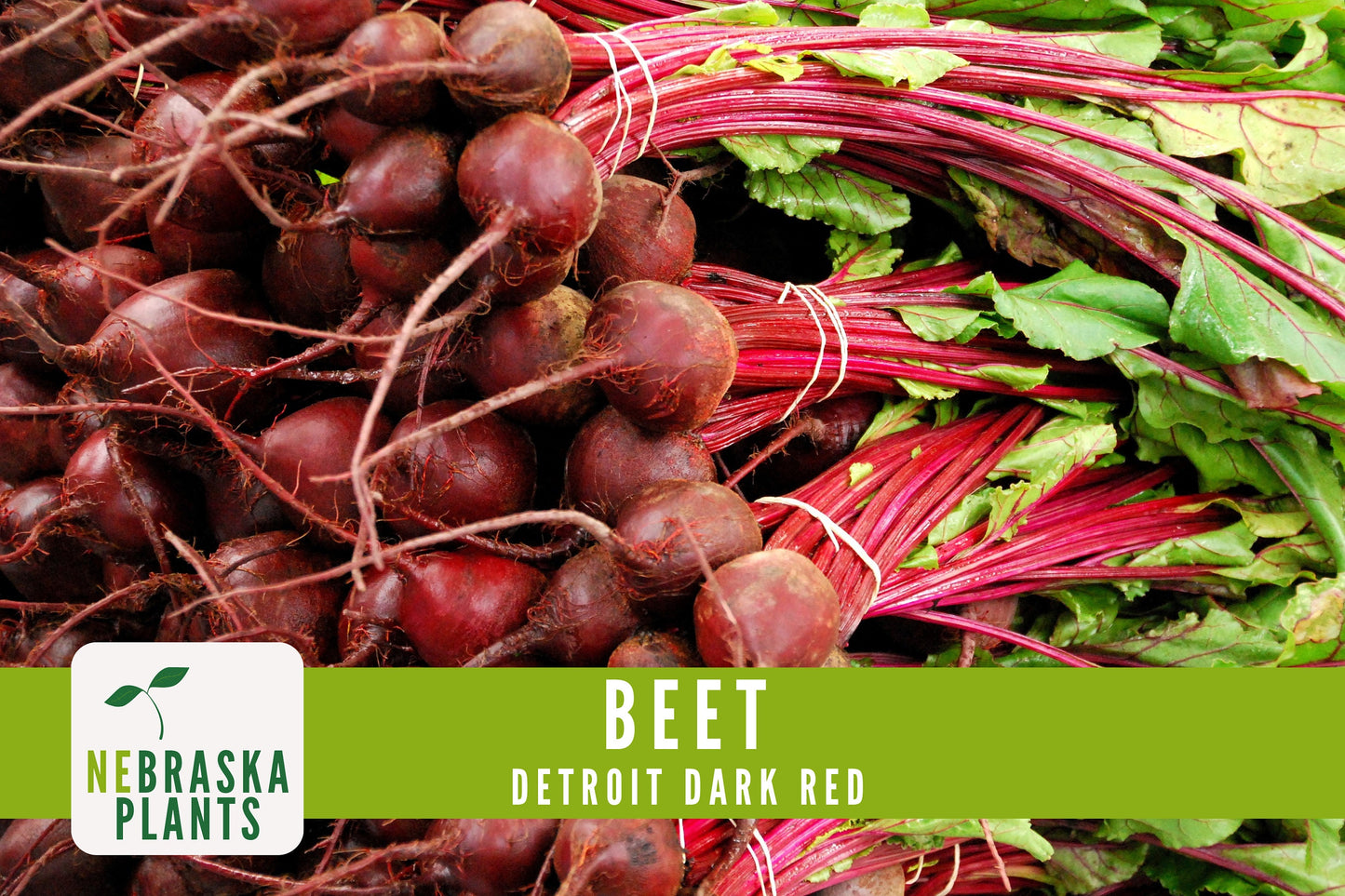 Detroit Dark Red Beet Seeds - Nebraska Seeds