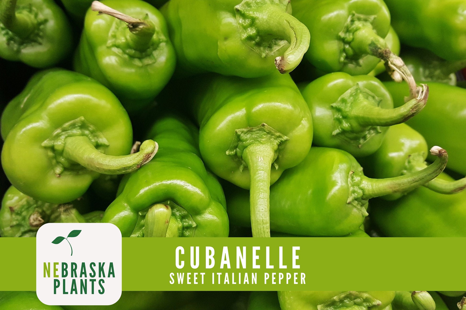 Italian Sweet Frying Cubanelle Pepper Seeds - Nebraska Seeds