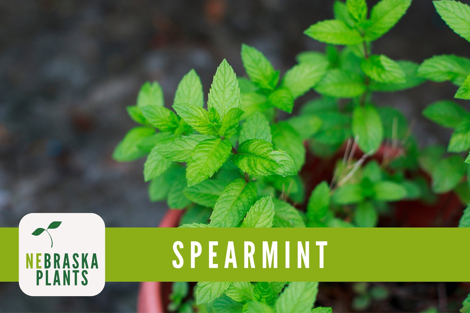 Spearmint Seeds - Common Mint Heirloom Herb Seeds - Nebraska Seeds