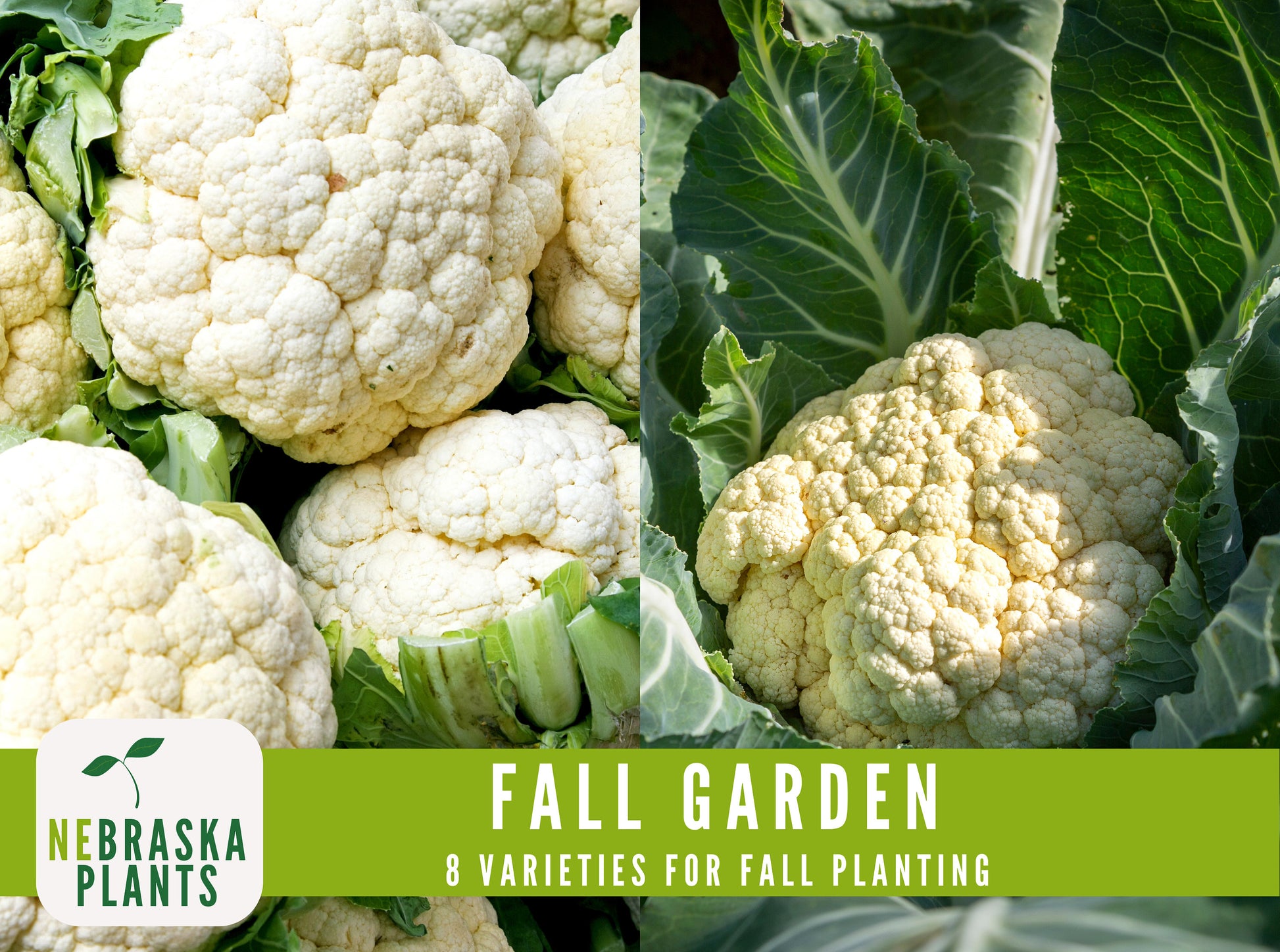 Fall Garden Seed Collection - 8 Heirloom Vegetable and Herb Seeds for Fall Planting - Nebraska Seeds