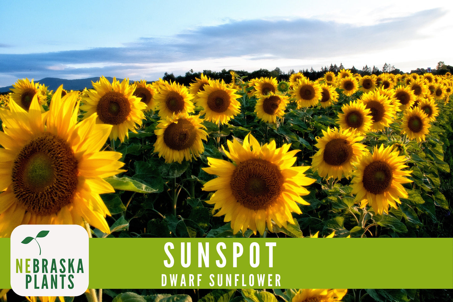 Sunflower Seeds - Sunspot Dwarf Heirloom Sunflower Garden Seeds - Nebraska Seeds