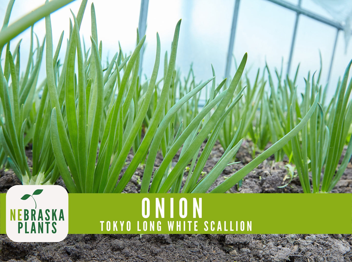 Scallion Seeds - Tokyo Long White Bunching Onion Heirloom Seeds - Nebraska Seeds