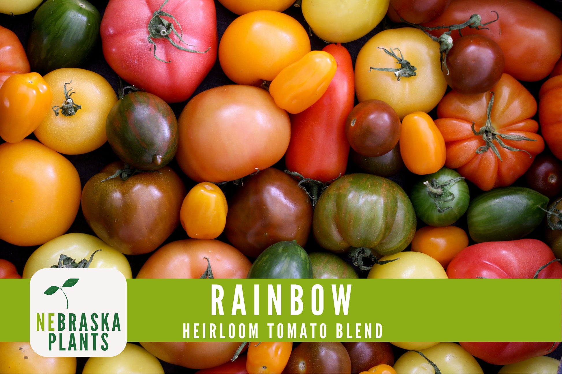 Rainbow Tomato Seeds -  Heirloom Rainbow Tomato Seed Mix - Nebraska Seeds