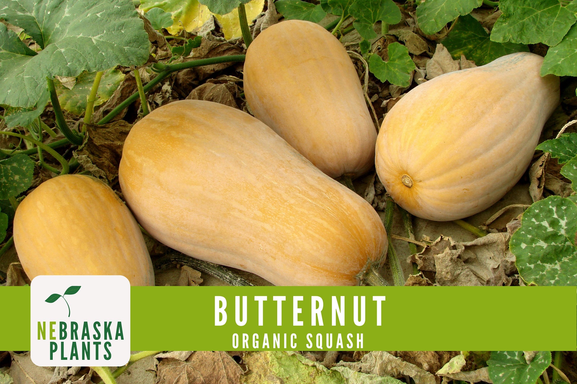 Organic Waltham Butternut Squash Seeds - Nebraska Seeds