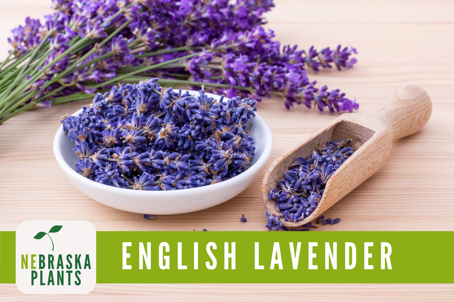 English Lavender Seeds - Nebraska Seeds