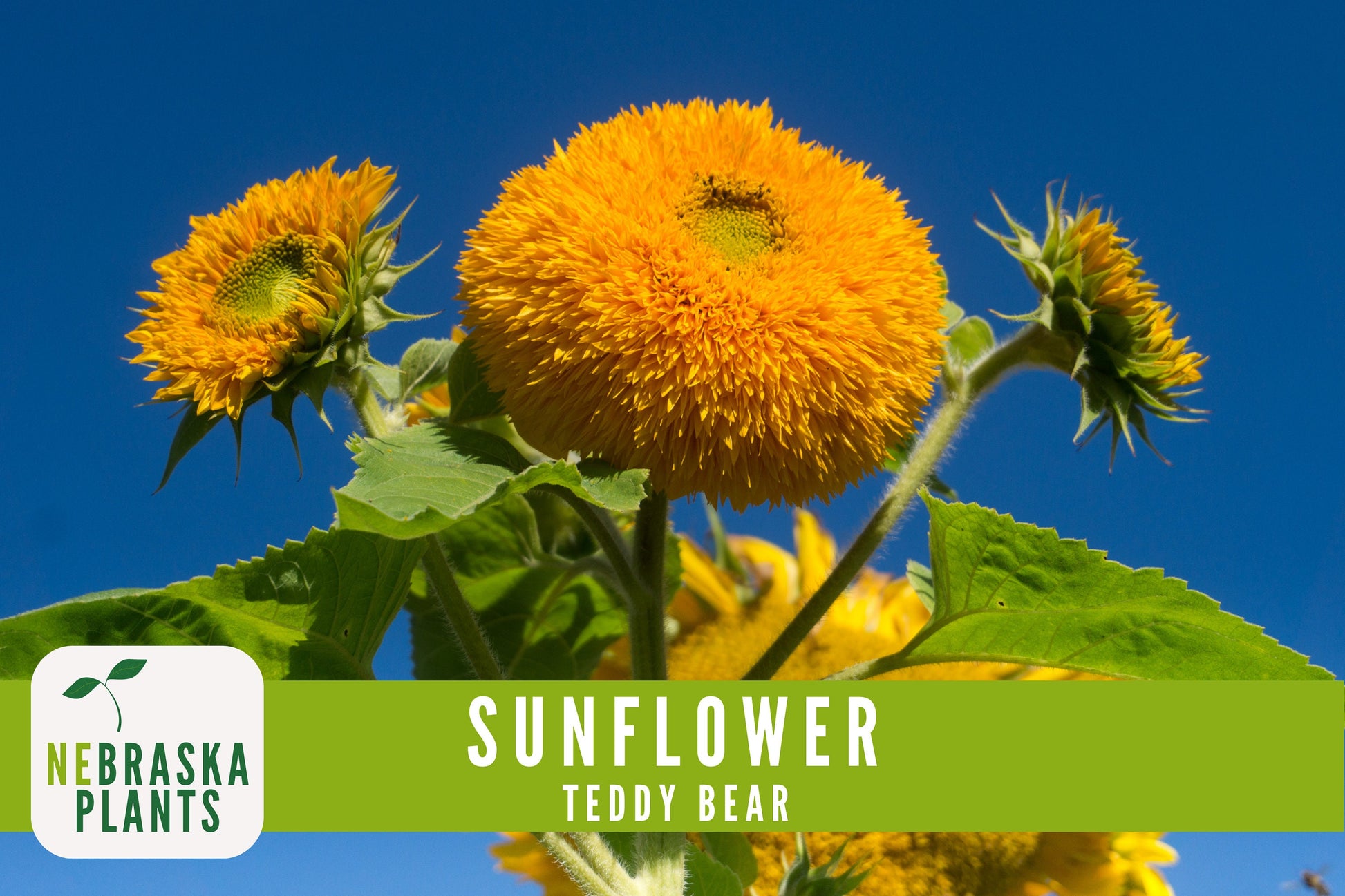 Sunflower Seeds - Teddy Bear Heirloom Sunflower Seeds - Nebraska Seeds